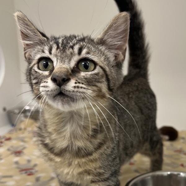 Twilight Sparkle, Adoptable, Kitten Male Domestic Short Hair.