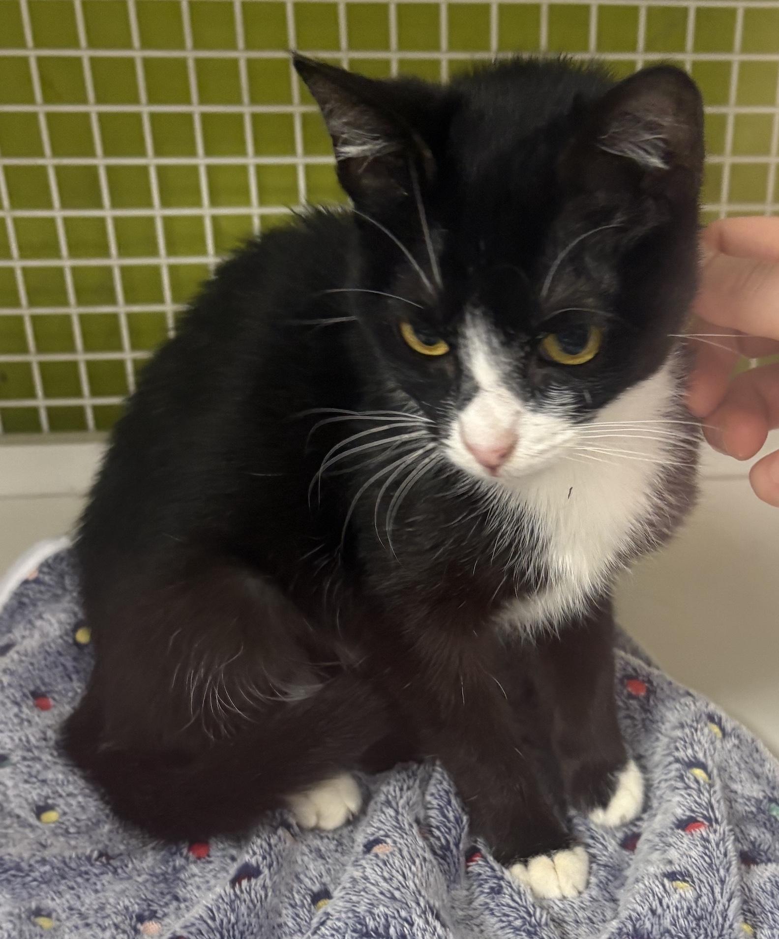 Rosie, a Adoptable Domestic Short Hair in Los Angeles, CA image 2/6