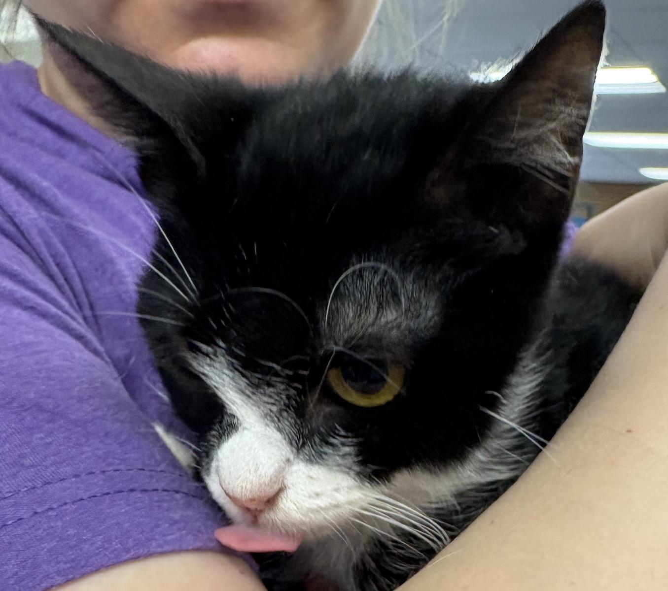 Rosie, a Adoptable Domestic Short Hair in Los Angeles, CA image 3/6