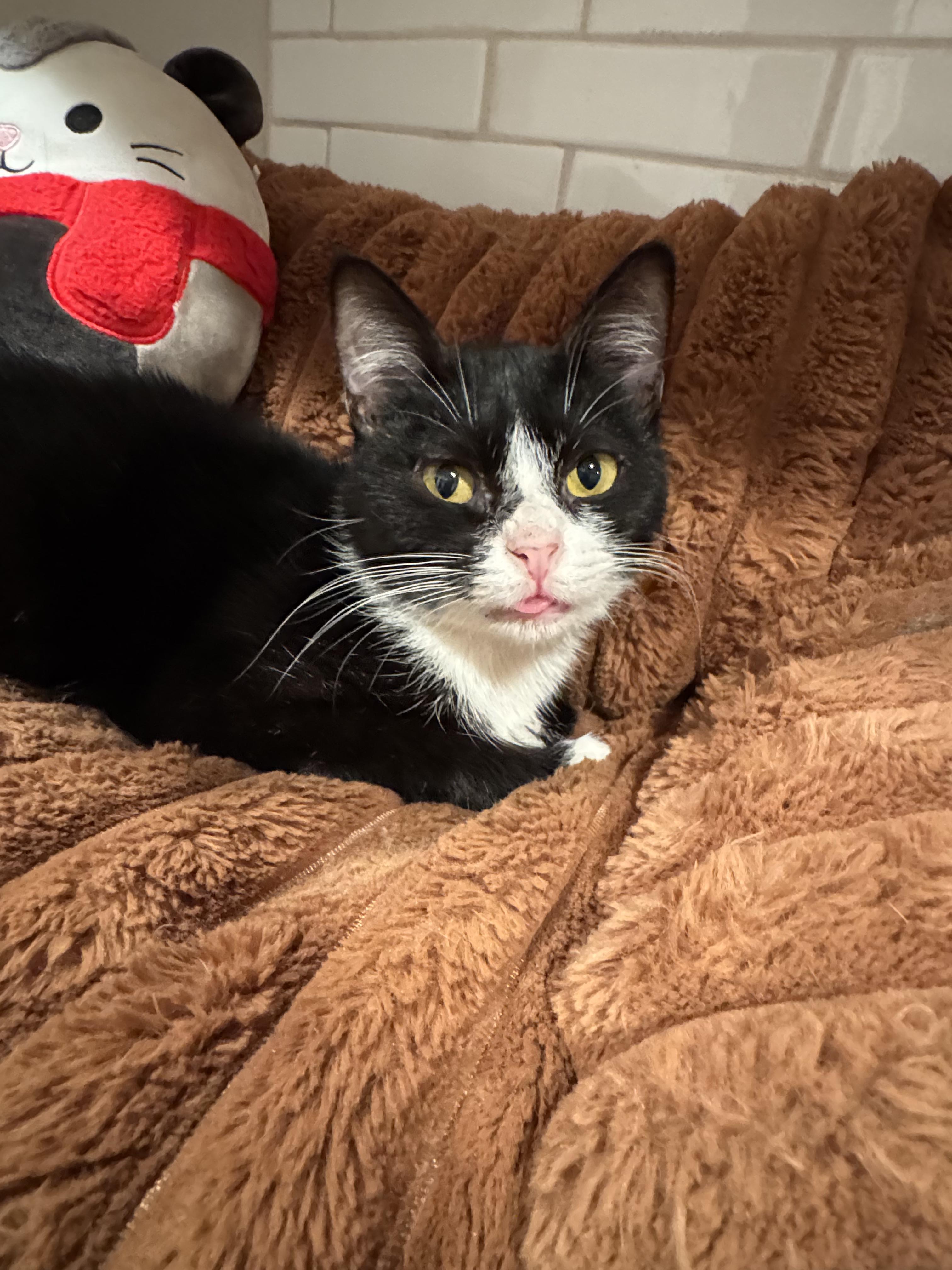 Rosie, Adoptable, Young Female Domestic Short Hair.