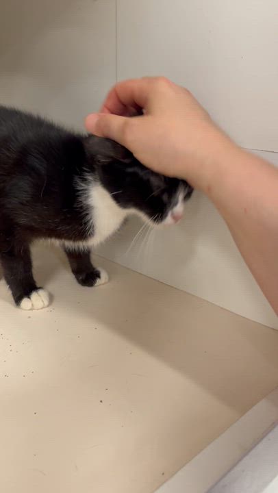 Enlarge Rosie, a Adoptable Domestic Short Hair in Los Angeles, CA video 5/6