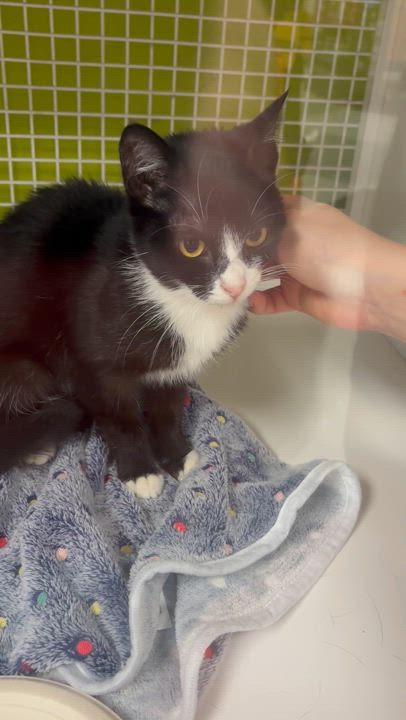 Enlarge Rosie, a Adoptable Domestic Short Hair in Los Angeles, CA video 6/6