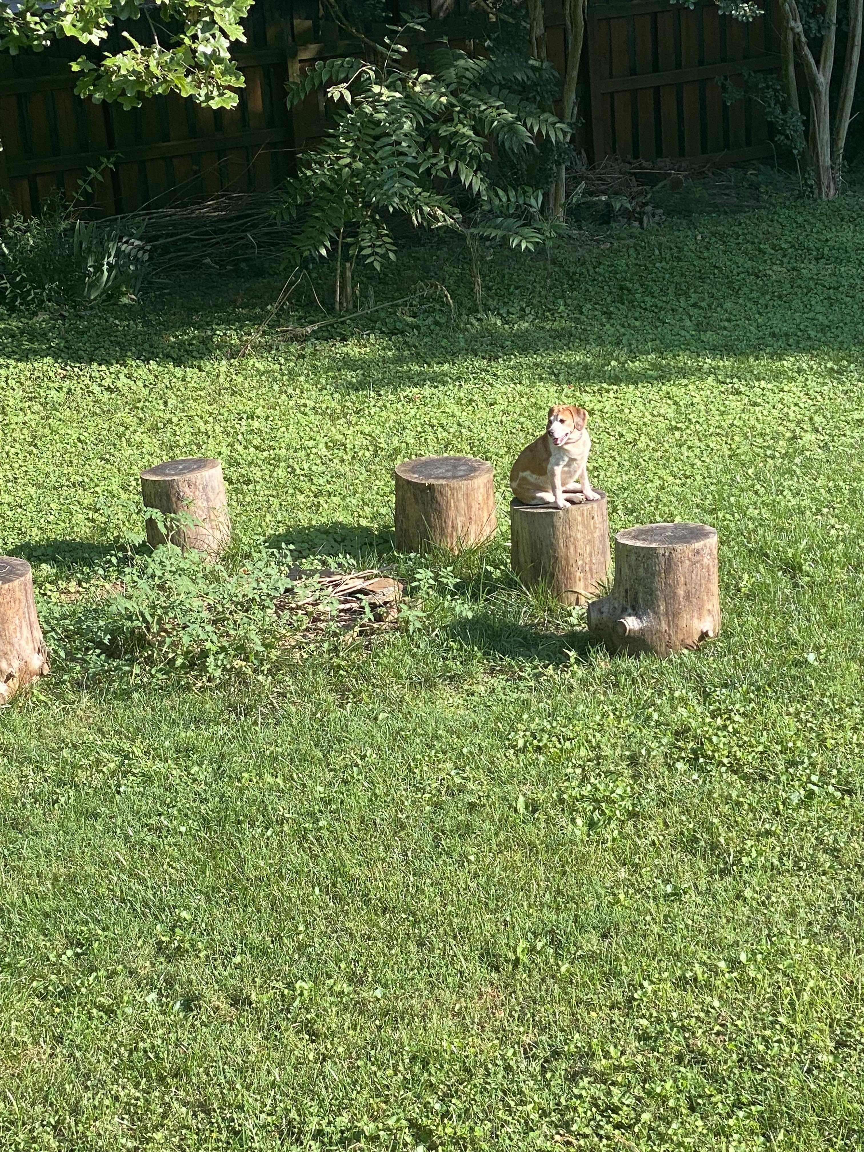 Enlarge Juno, a Adopted mixed breed in Knoxville, TN image 1/6