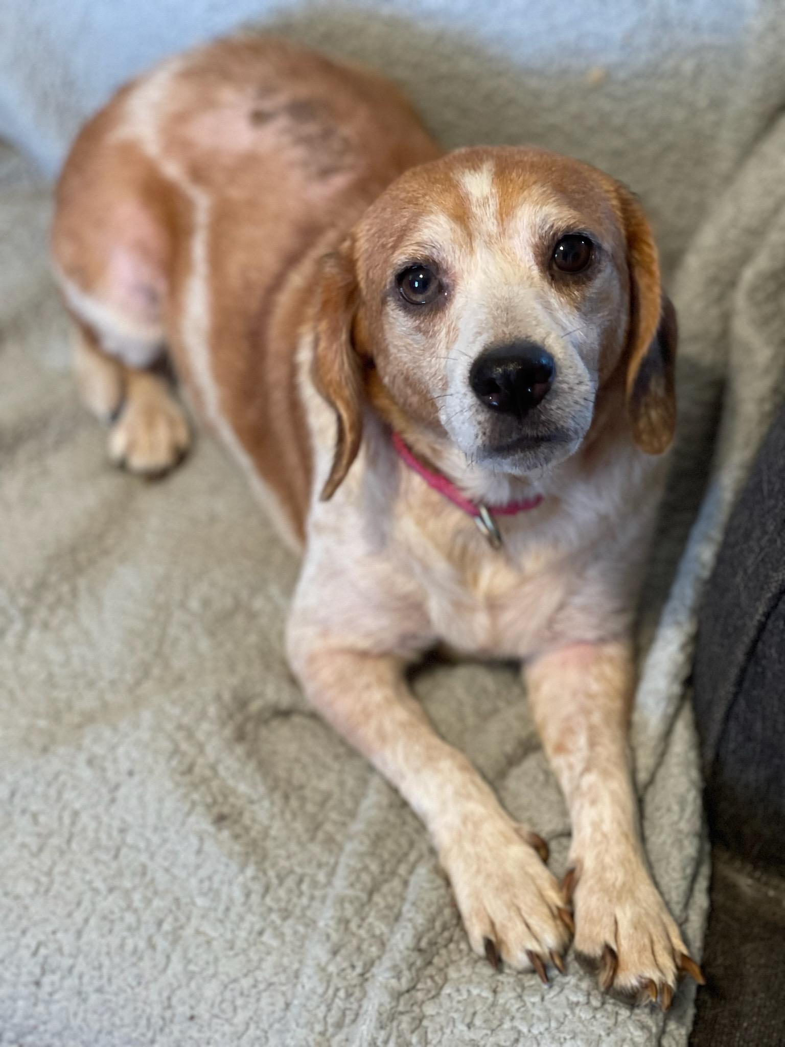 Enlarge Juno, a Adopted mixed breed in Knoxville, TN image 2/6