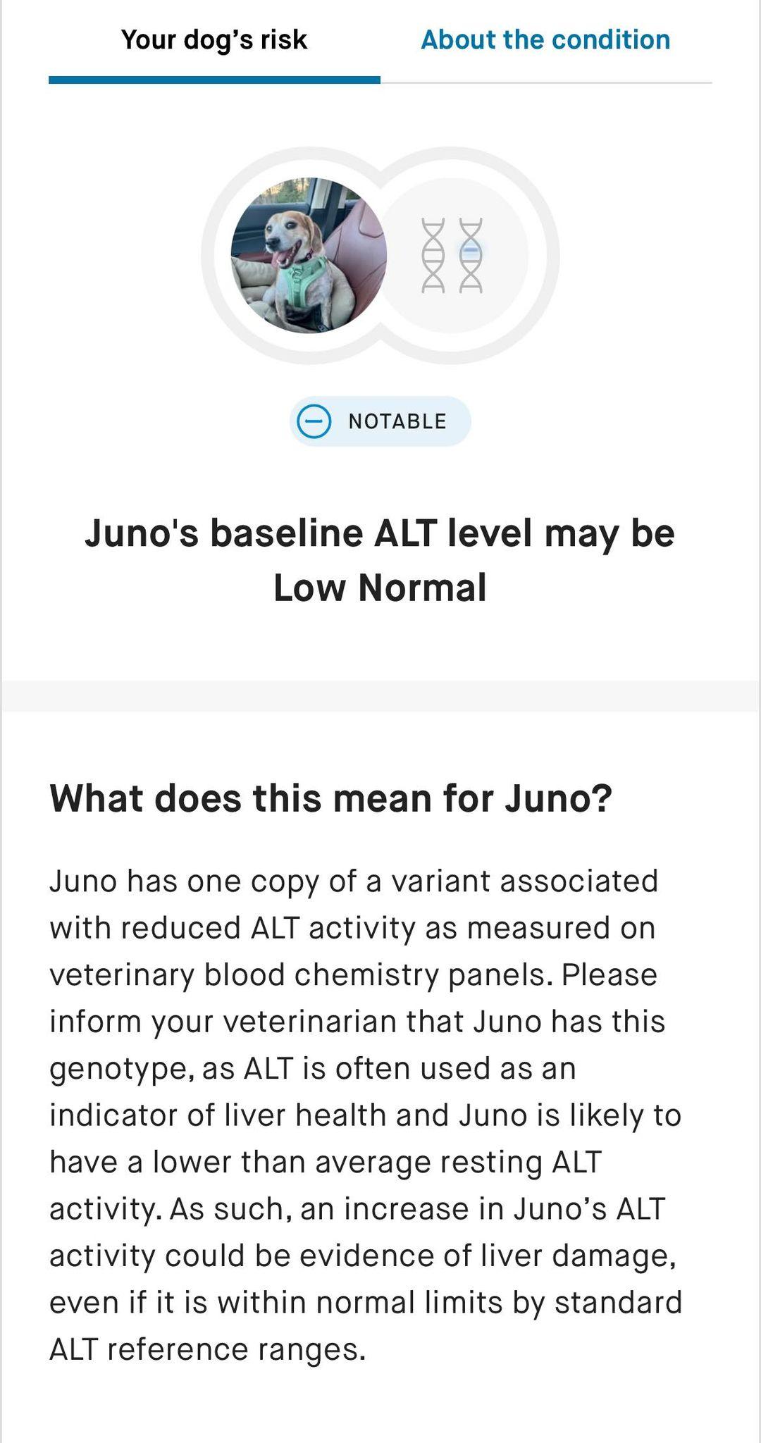 Enlarge Juno, a Adopted mixed breed in Knoxville, TN image 3/6