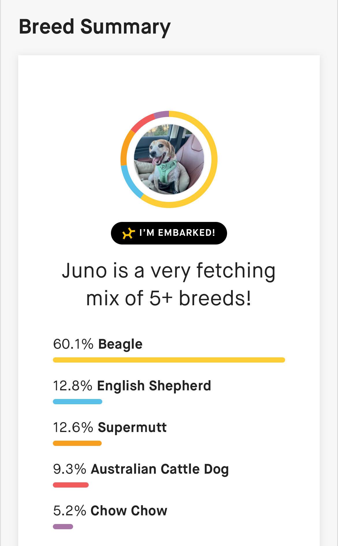 Enlarge Juno, a Adopted mixed breed in Knoxville, TN image 4/6