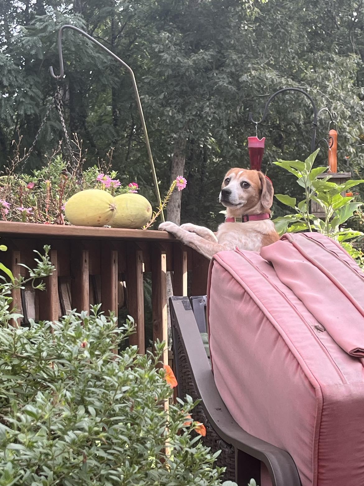 Enlarge Juno, a Adopted mixed breed in Knoxville, TN image 5/6