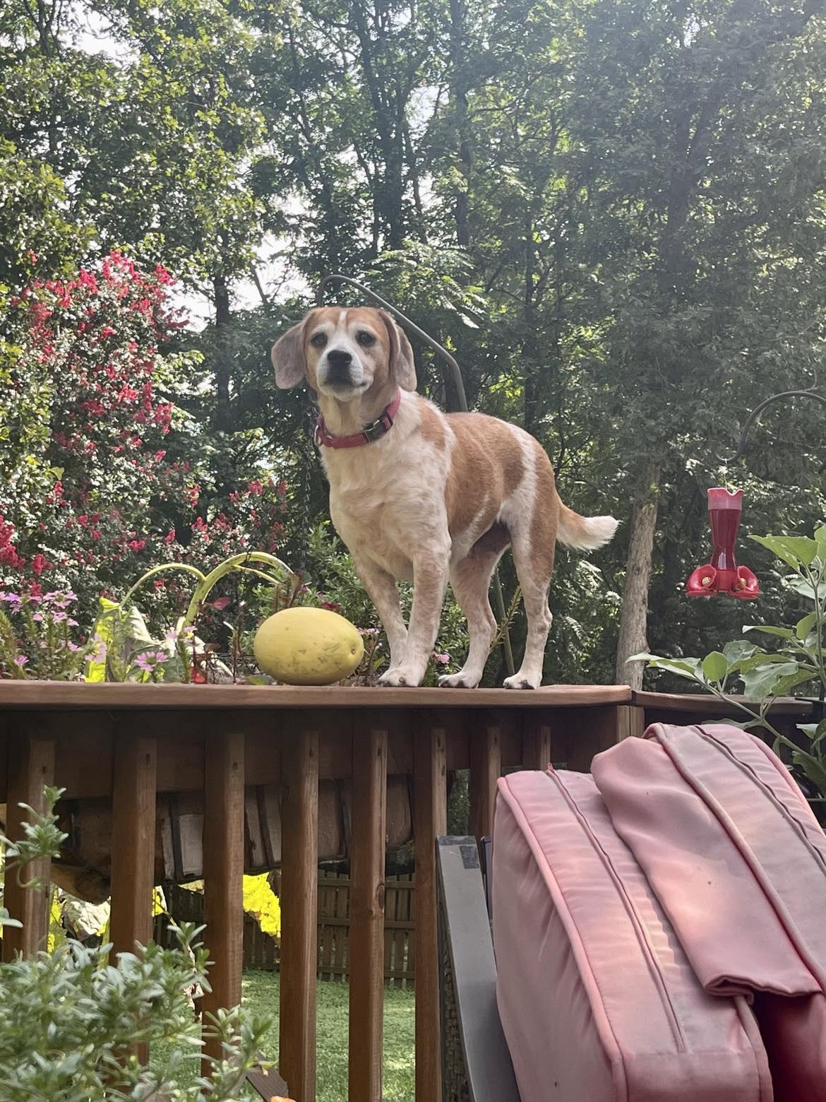 Enlarge Juno, a Adopted mixed breed in Knoxville, TN image 6/6