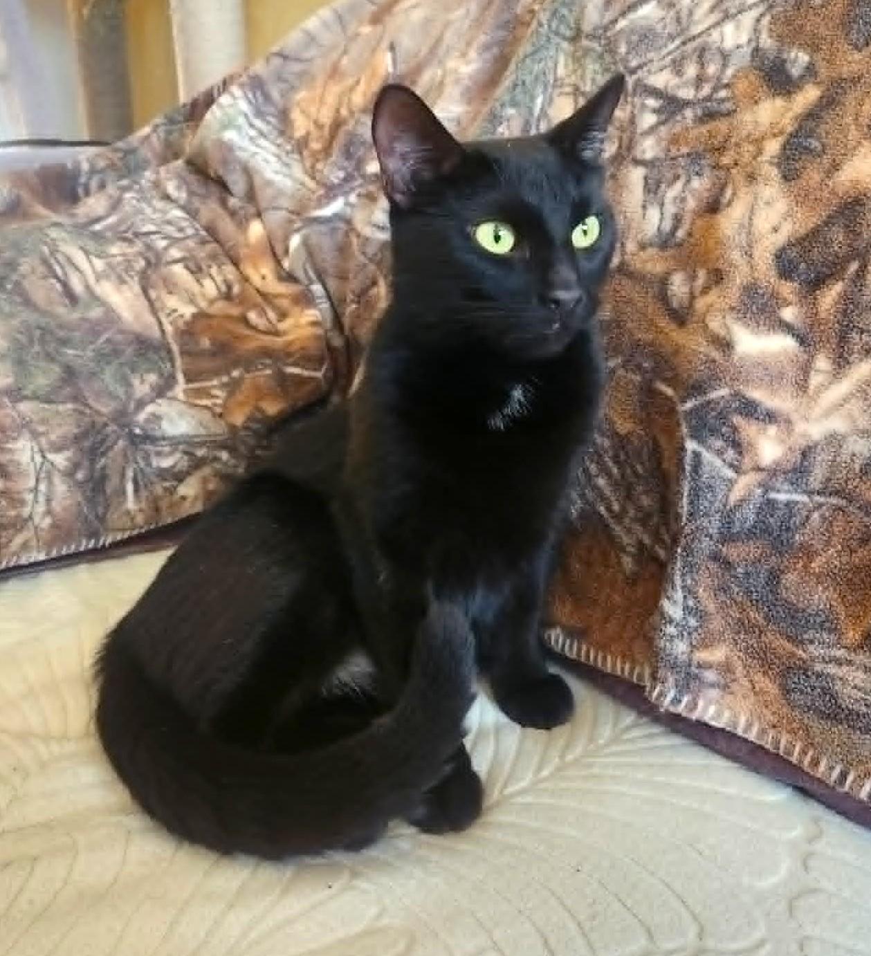 Enlarge Olive, a ADOPTABLE Domestic Short Hair in Chertsey, QC image 2/6