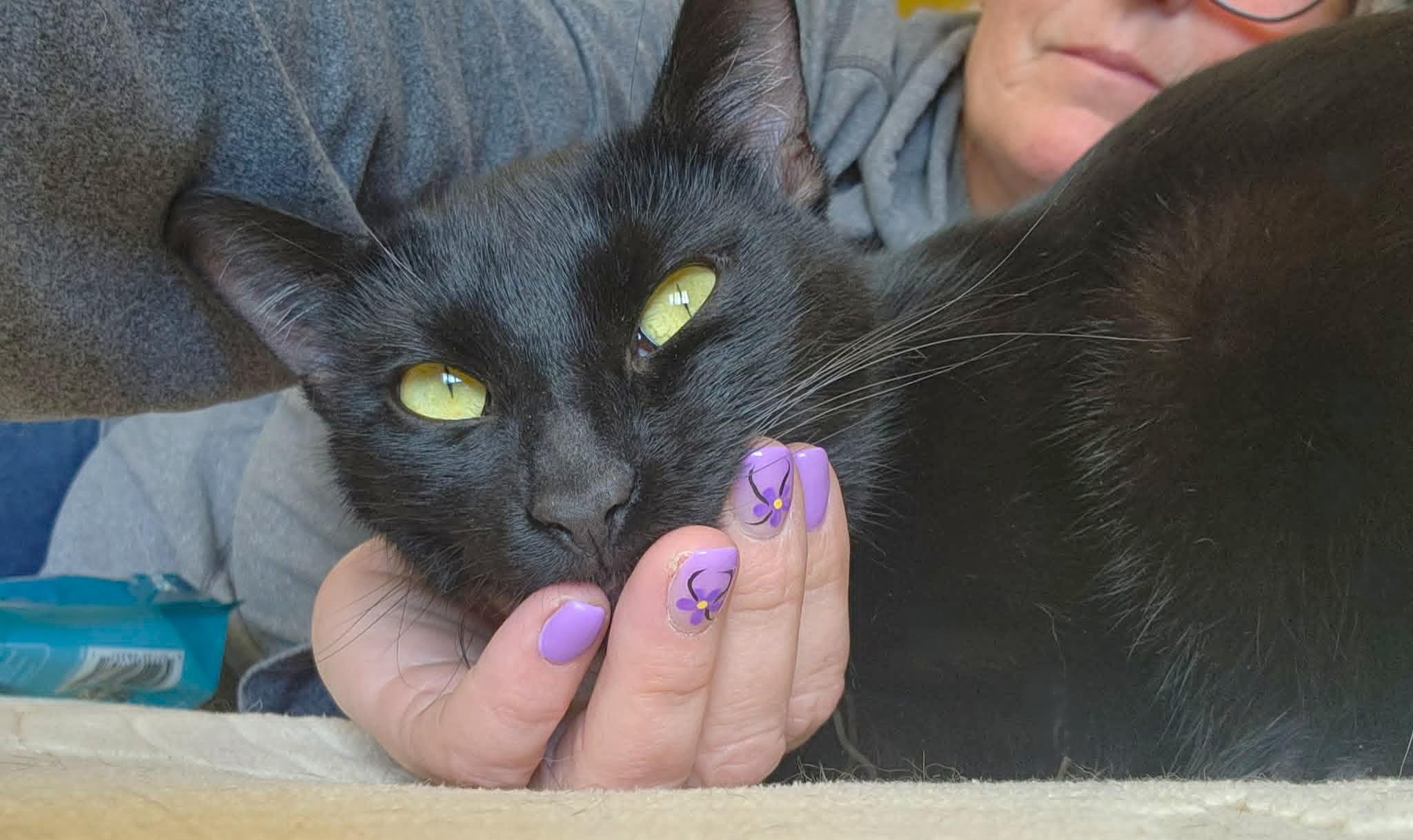 Enlarge Olive, a ADOPTABLE Domestic Short Hair in Chertsey, QC image 4/6