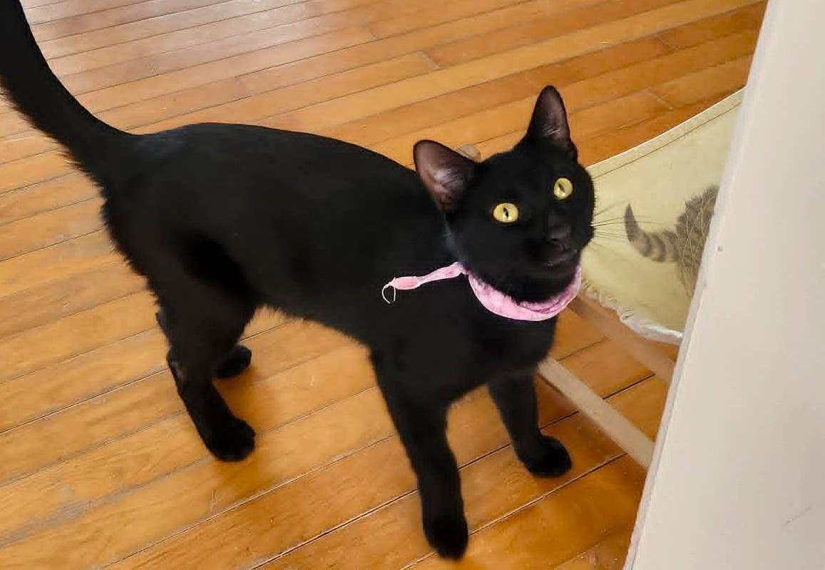 Enlarge Olive, a ADOPTABLE Domestic Short Hair in Chertsey, QC image 6/6