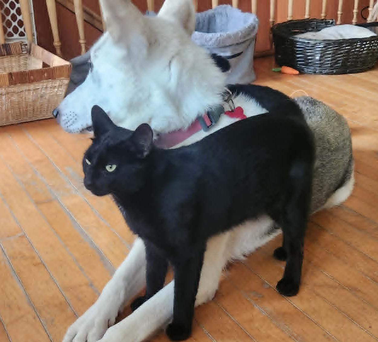 Enlarge Olive, a ADOPTABLE Domestic Short Hair in Chertsey, QC image 5/6