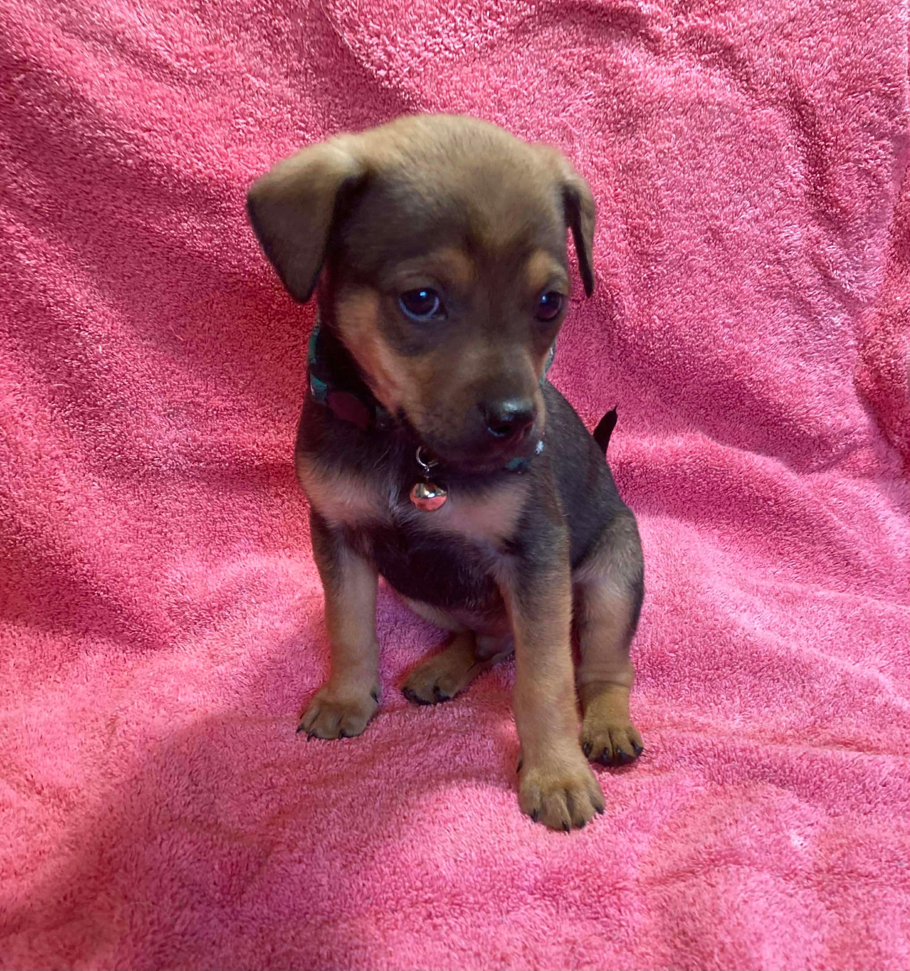 Enlarge Cane , a Adoptable Terrier in Kannapolis, NC image 3/6