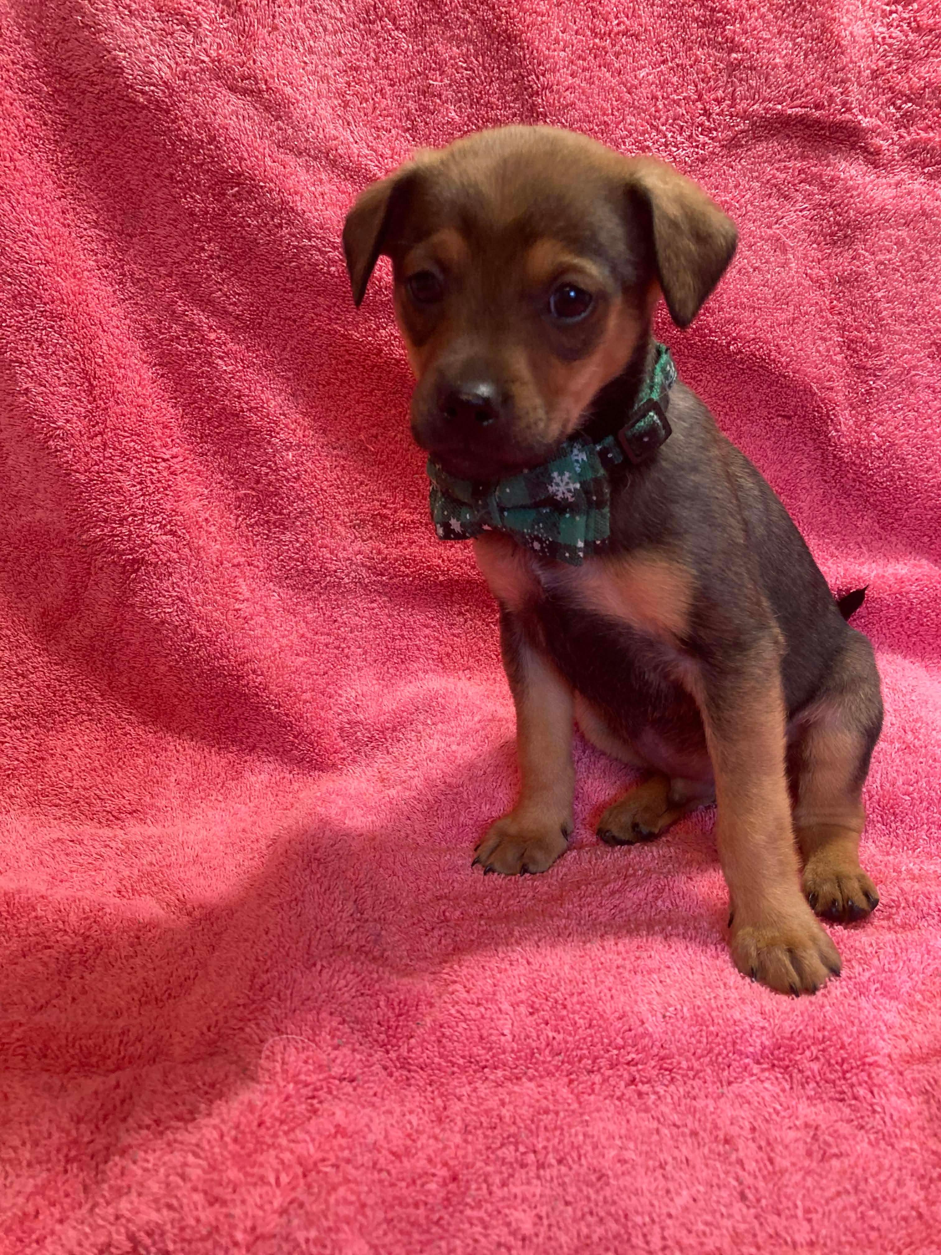 Enlarge Cane , a Adoptable Terrier in Kannapolis, NC image 2/6