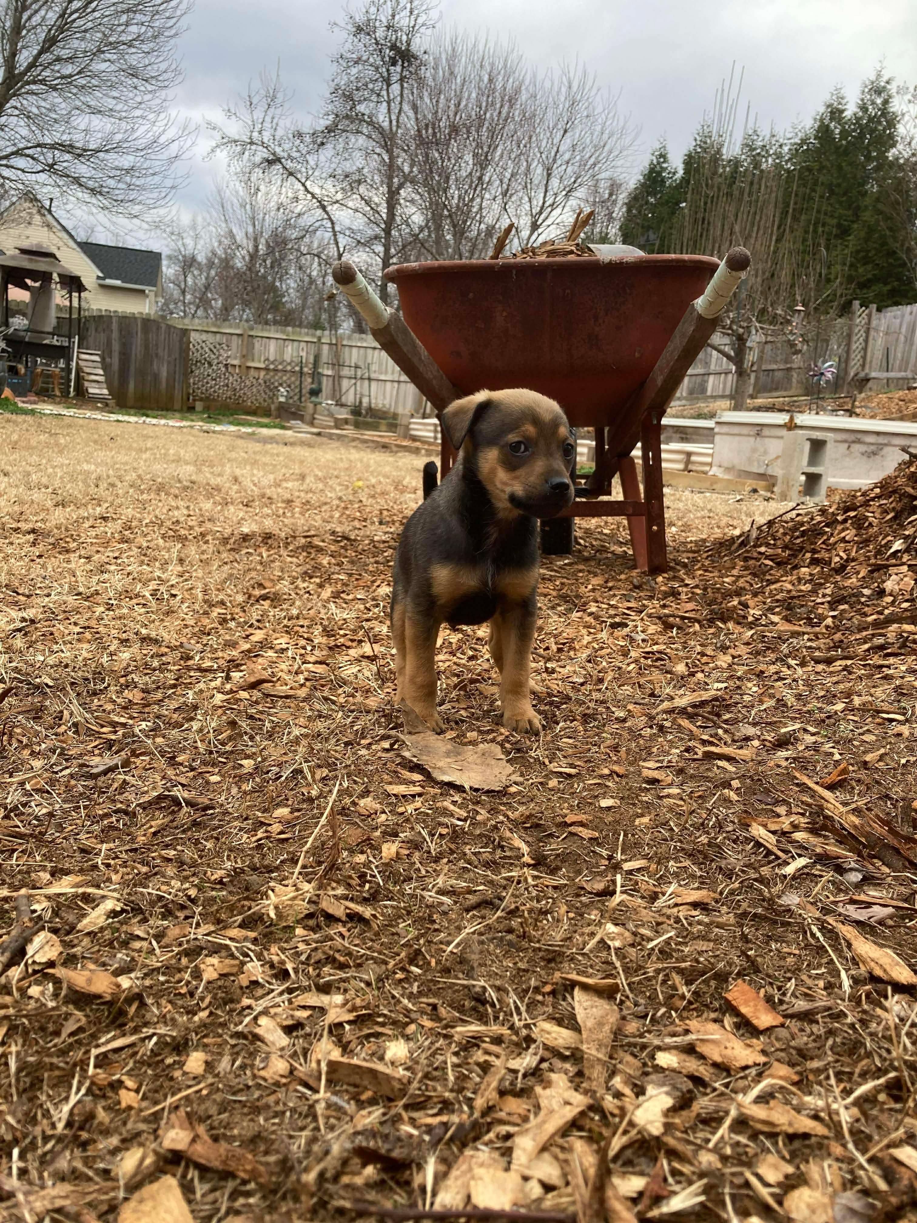 Enlarge Cane , a Adoptable Terrier in Kannapolis, NC image 6/6