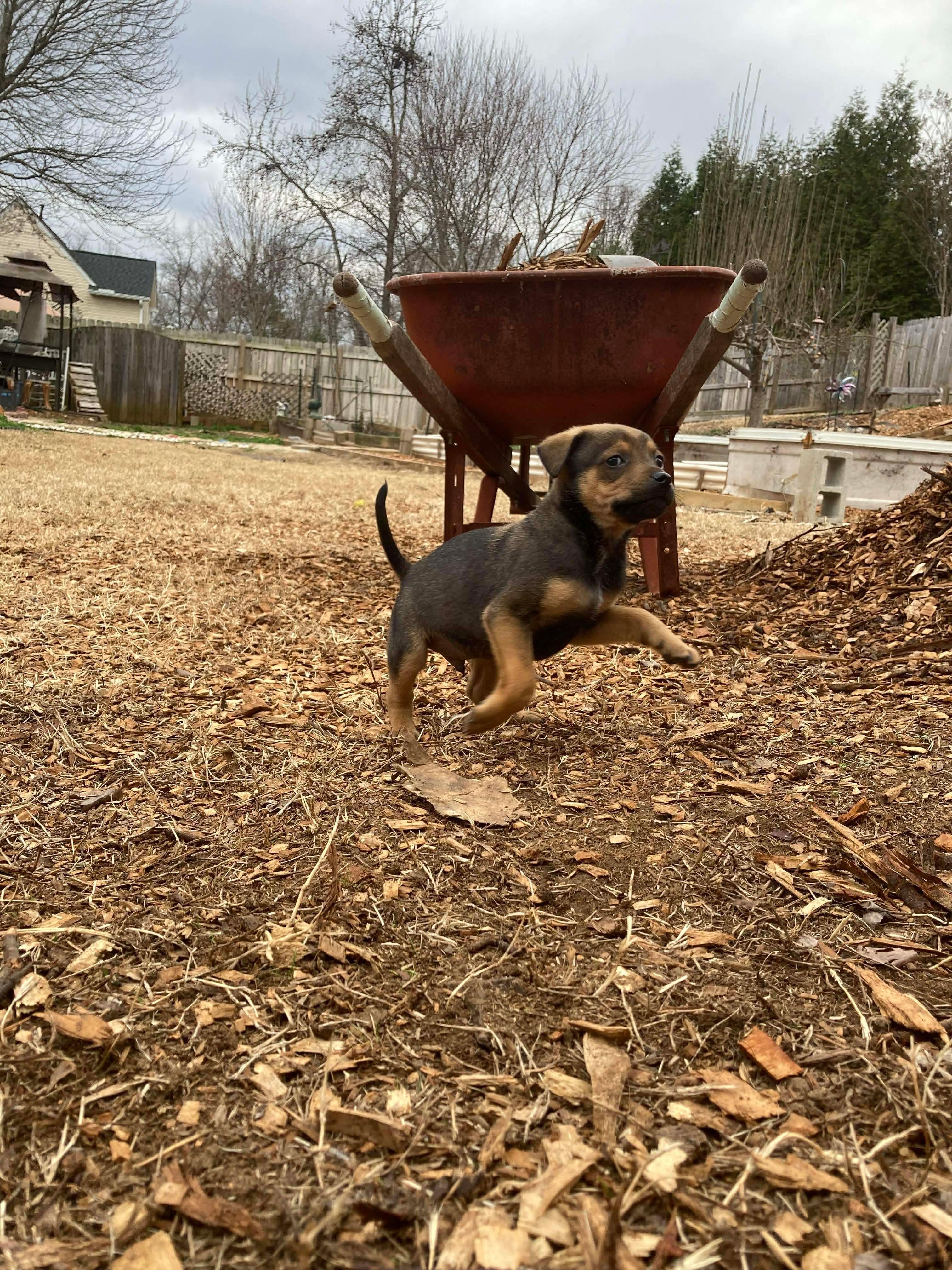 Cane , Adoptable, Puppy Male Terrier.