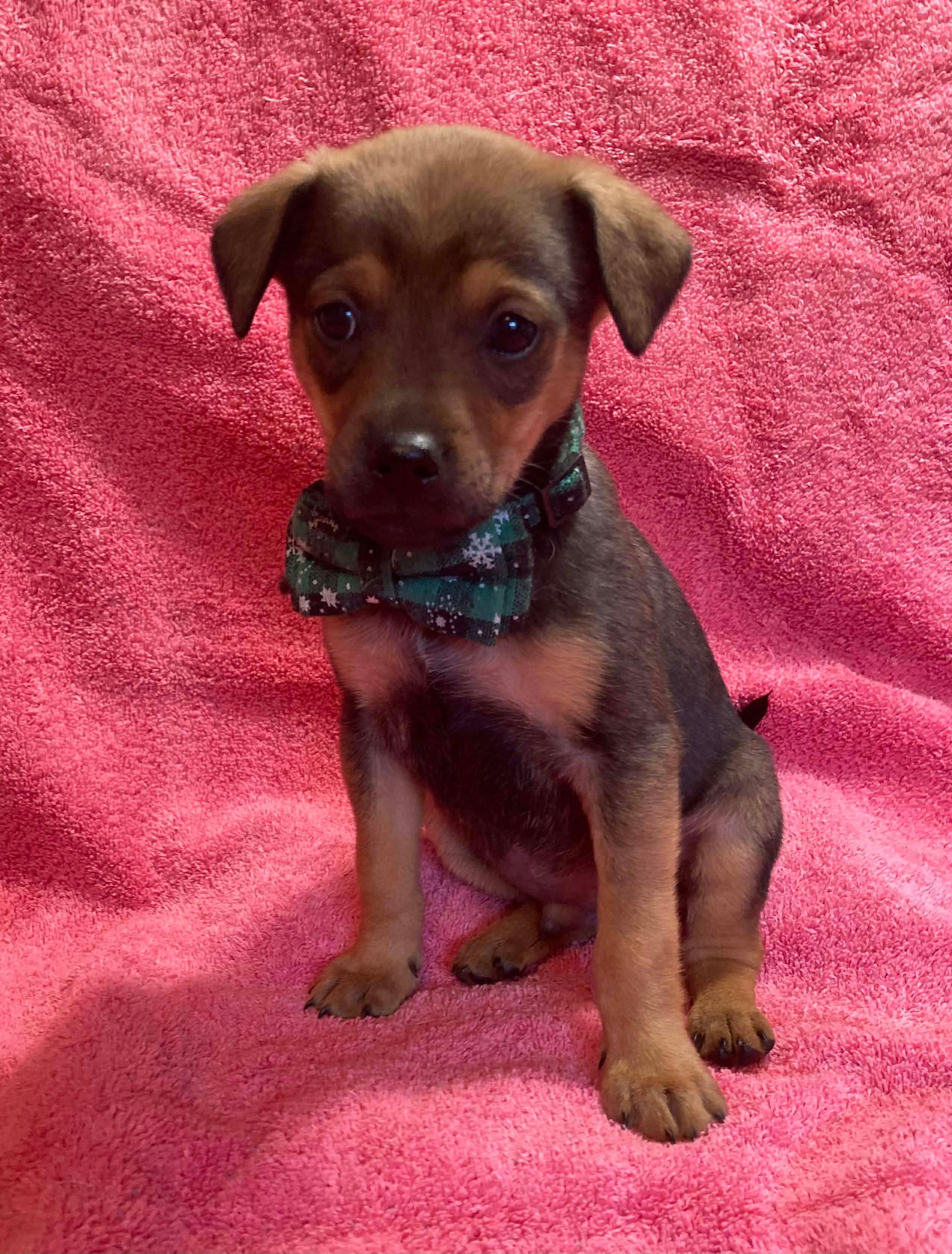 Enlarge Cane , a Adoptable Terrier in Kannapolis, NC image 5/6