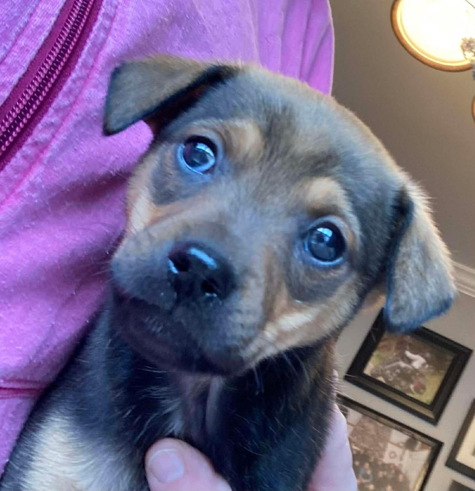 Enlarge Cane , a Adoptable Terrier in Kannapolis, NC image 4/6