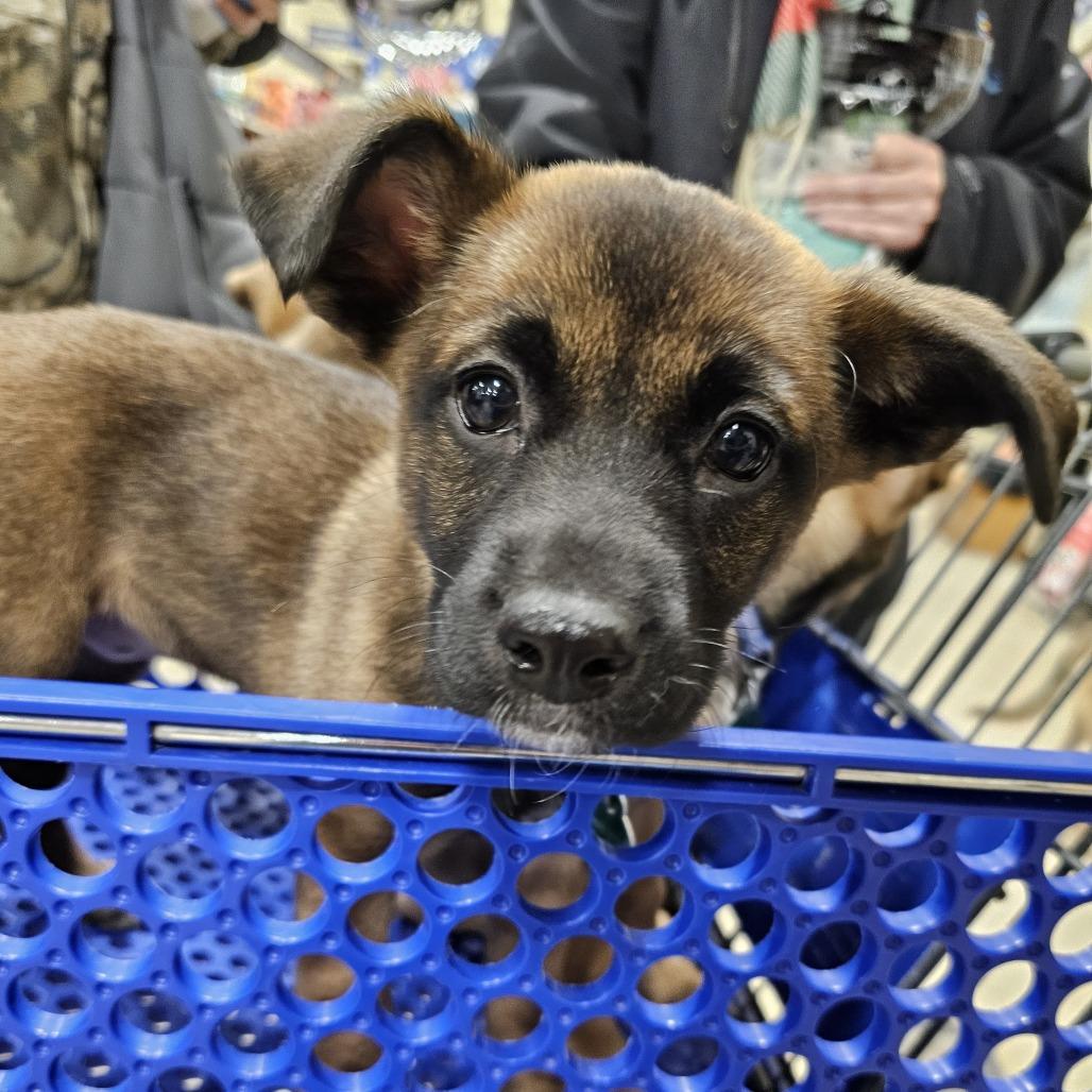 Enlarge Zulu, a Adoptable Mixed Breed in Sioux Falls, SD image 1/4