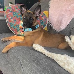 Enlarge Zulu, a Adoptable Mixed Breed in Sioux Falls, SD image 2/4