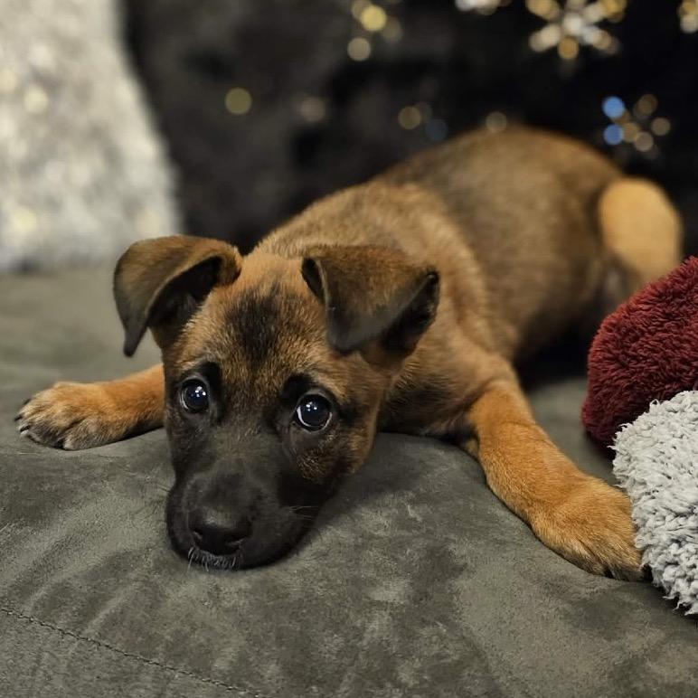 Enlarge Zulu, a Adoptable Mixed Breed in Sioux Falls, SD image 4/4