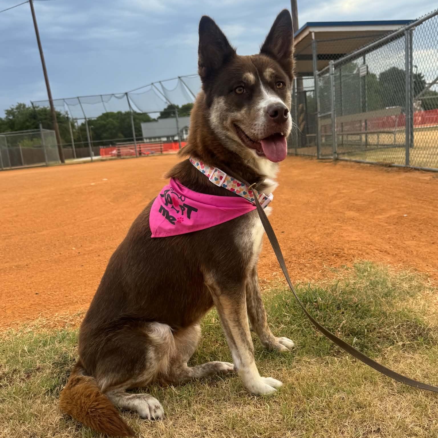 Enlarge Maureen Jellybean (Foster or Adopt), a Adopted mixed breed in WINCHESTER, VA image 2/6