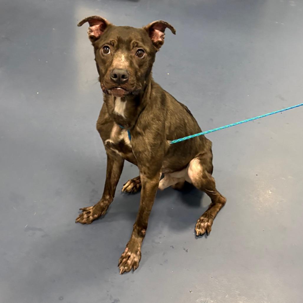 SHRIMP PO'BOY, Adoptable, Adult Male Pit Bull Terrier.