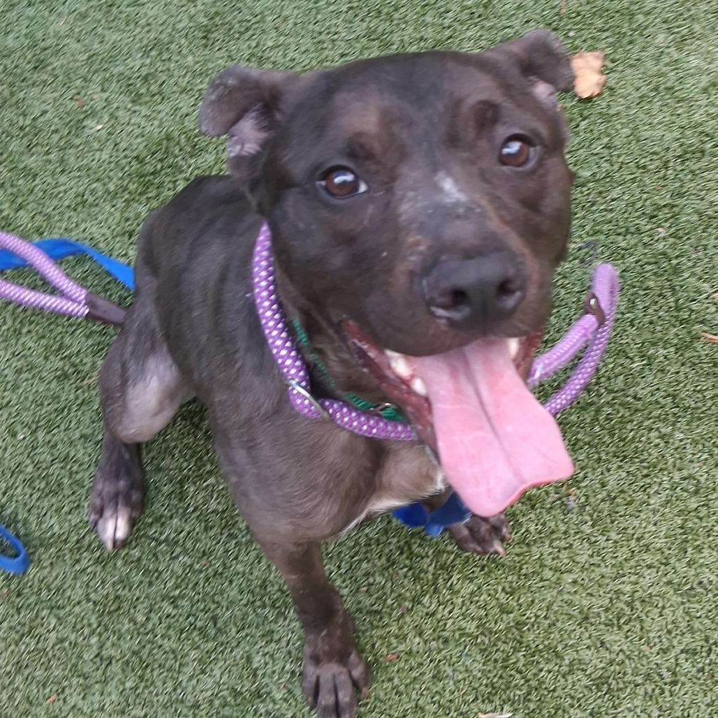Enlarge SHRIMP PO'BOY, a Adoptable Pit Bull Terrier in Greensboro, NC image 2/5