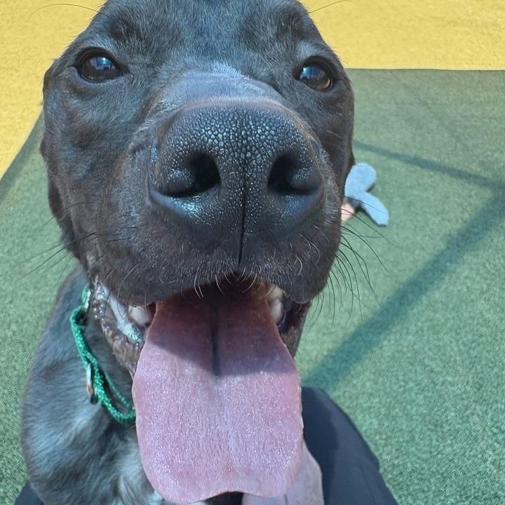 Enlarge SHRIMP PO'BOY, a Adoptable Pit Bull Terrier in Greensboro, NC image 3/5