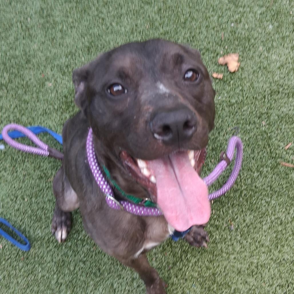 Enlarge SHRIMP PO'BOY, a Adoptable Pit Bull Terrier in Greensboro, NC image 5/5