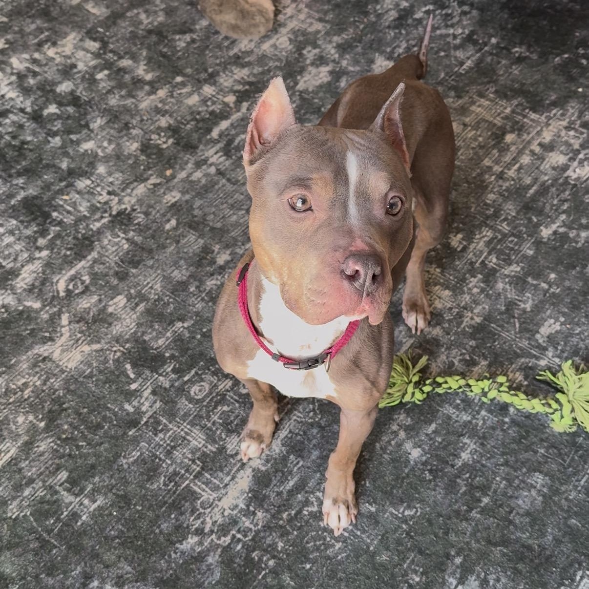 Enlarge Lottie, a Adoptable mixed breed in Grand Blanc, MI image 1/6