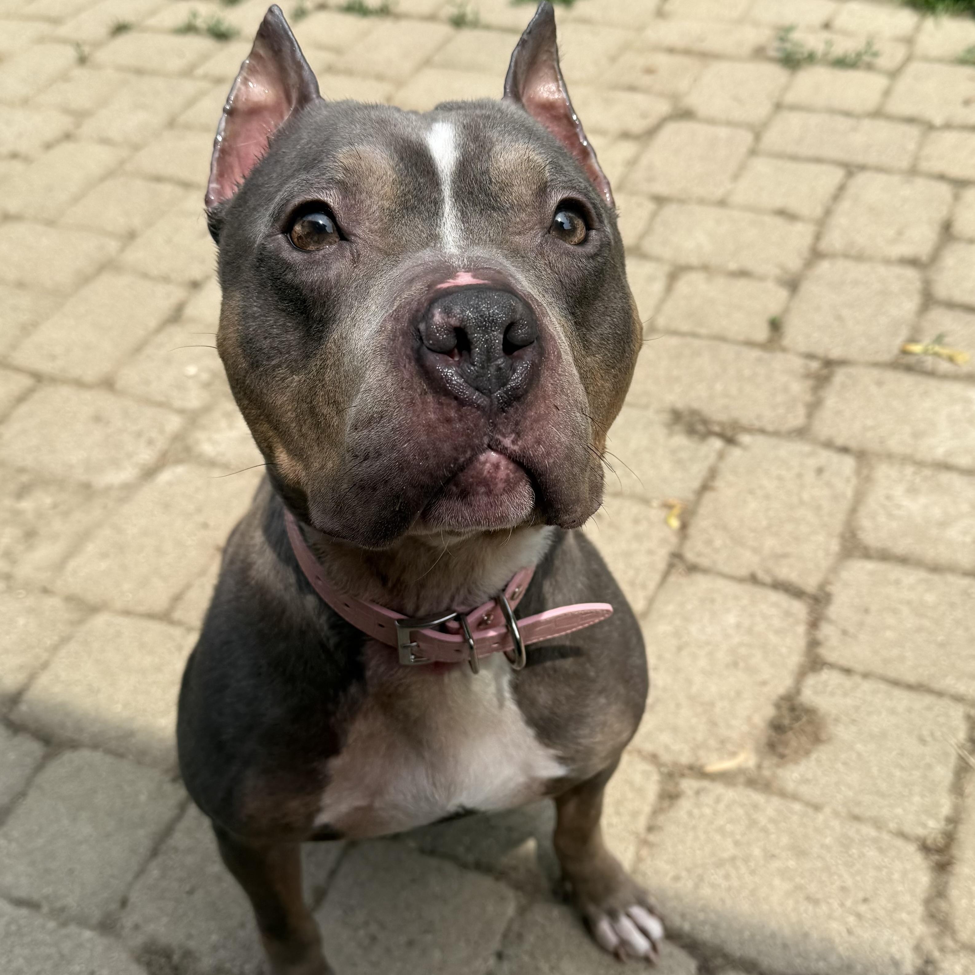 Enlarge Lottie, a Adoptable mixed breed in Grand Blanc, MI image 2/5