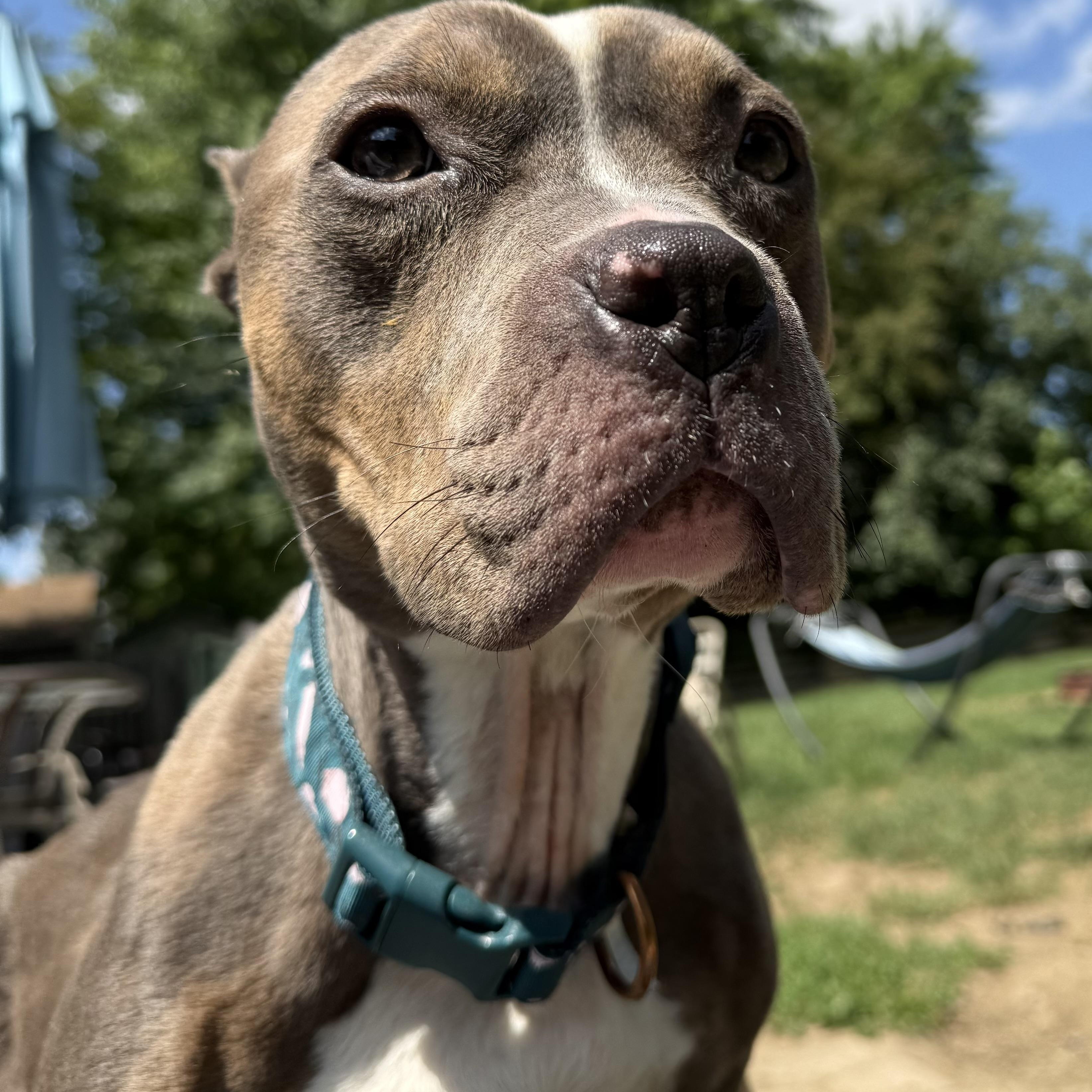 Lottie, Adoptable, Young Female American Bully & American Staffordshire Terrier.
