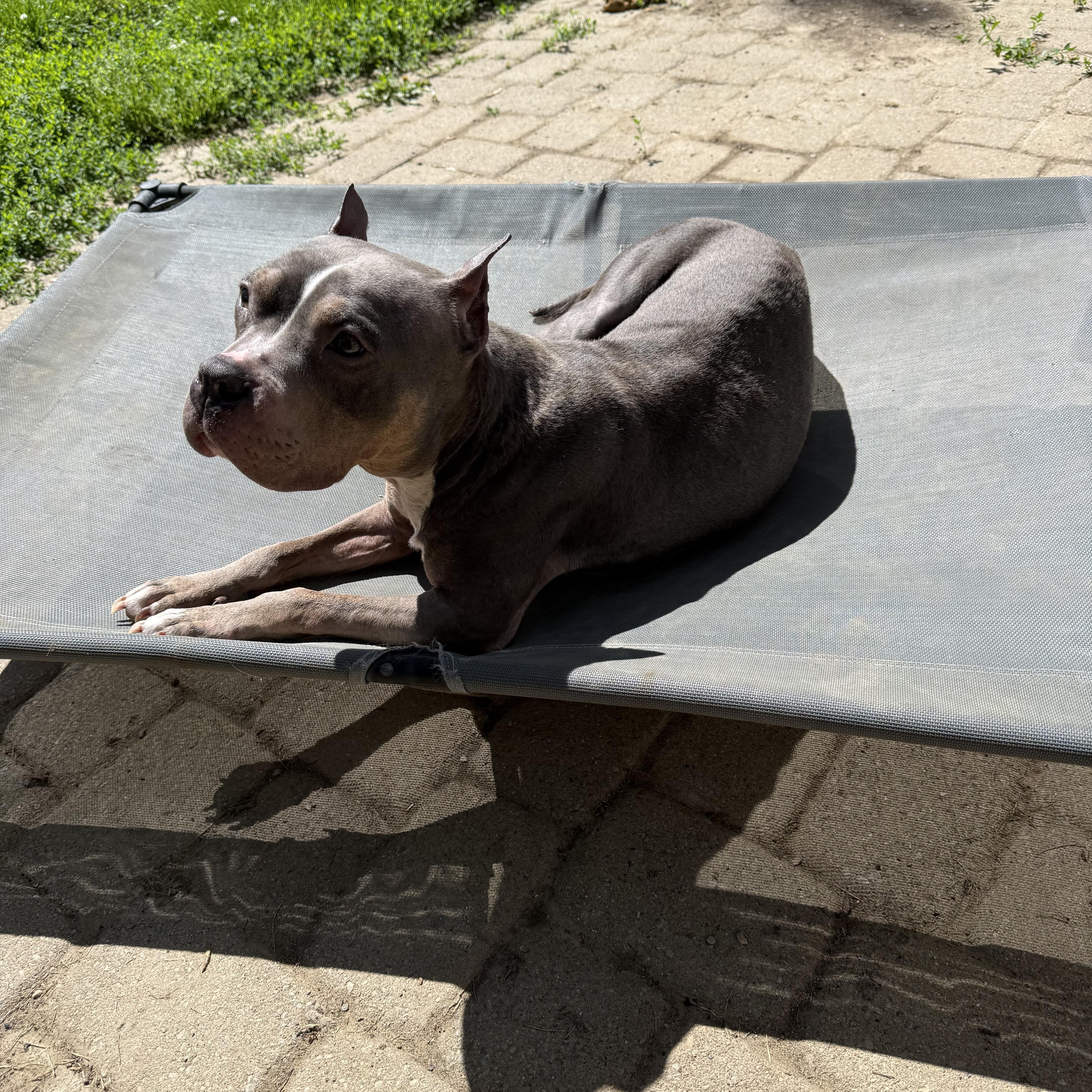 Enlarge Lottie, a Adoptable mixed breed in Grand Blanc, MI image 5/5