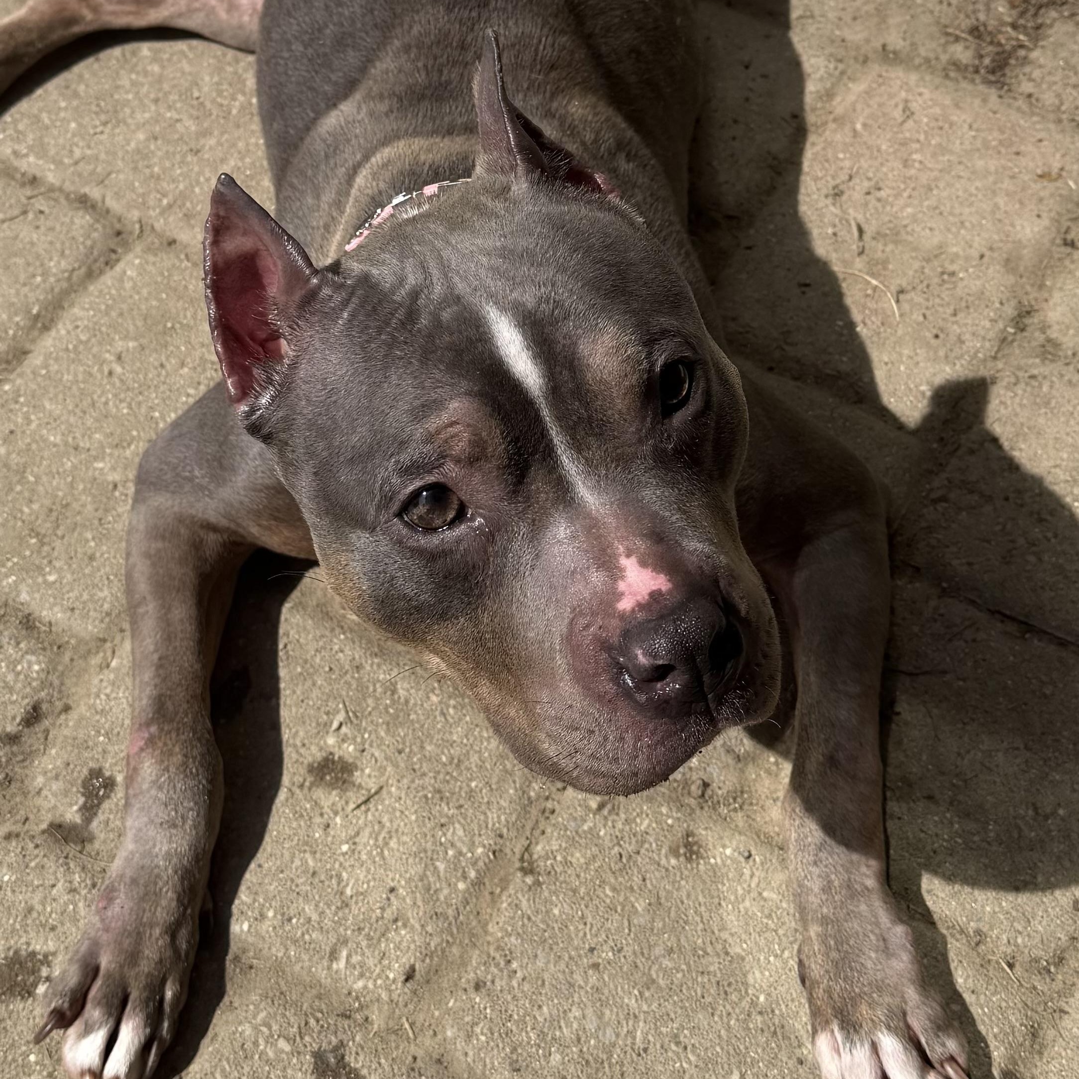 Enlarge Lottie, a Adoptable mixed breed in Grand Blanc, MI image 4/5