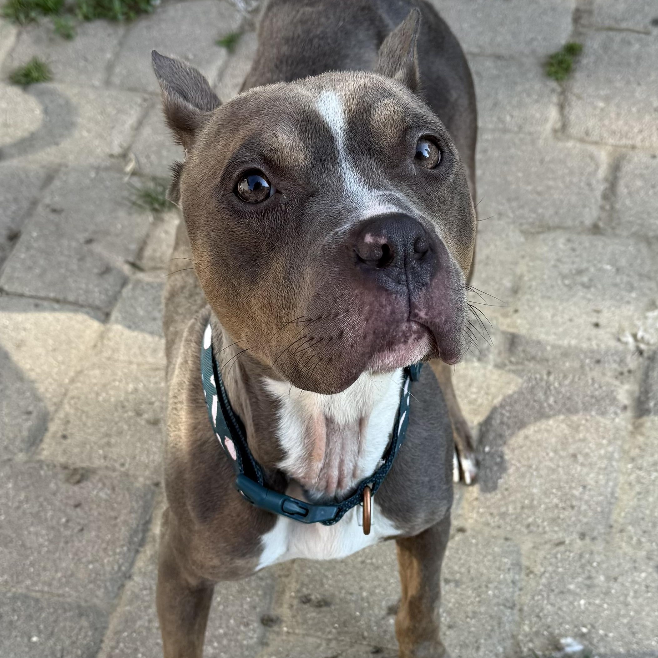 Lottie, a Adoptable mixed breed in Grand Blanc, MI image 2/6