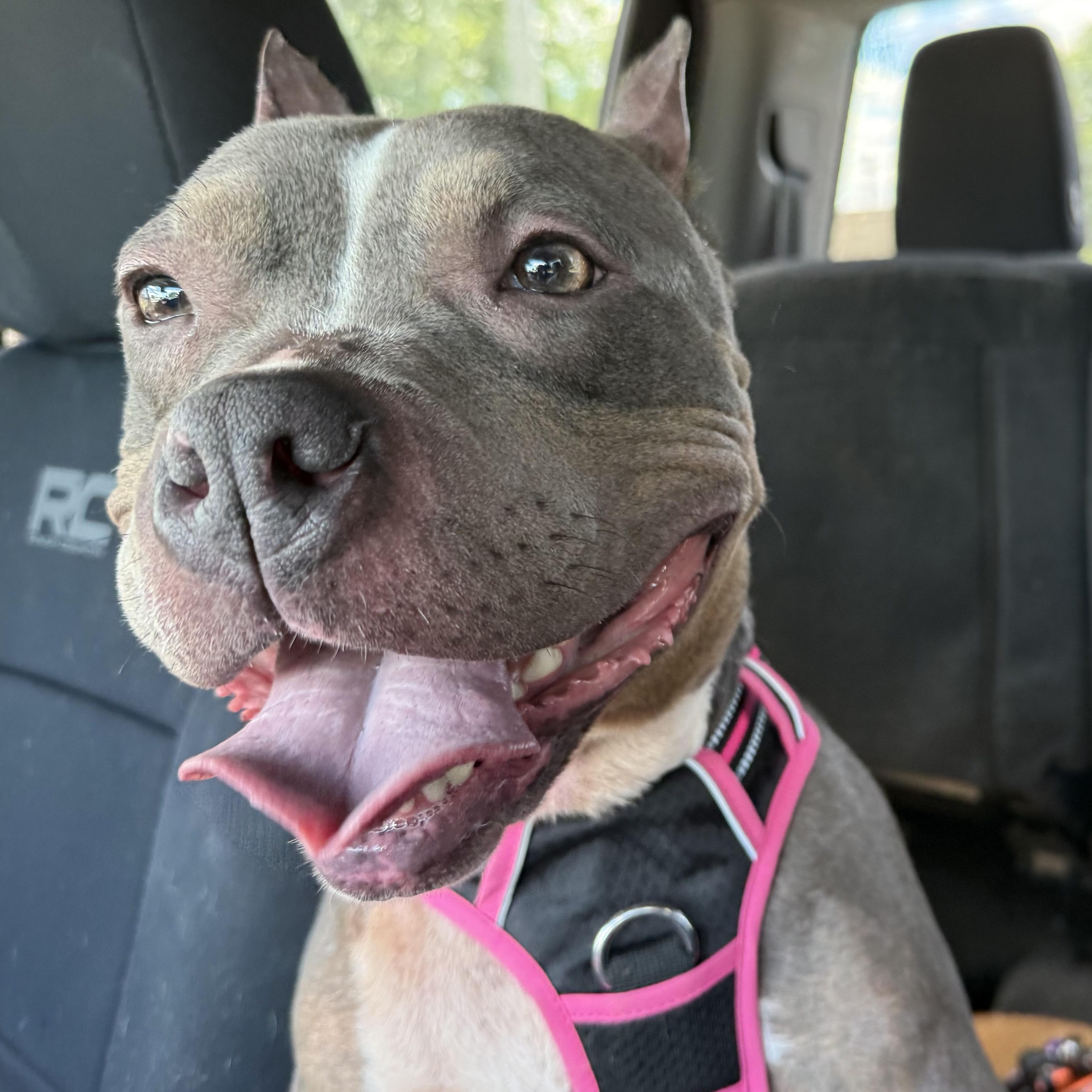 Lottie, Adoptable, Young Female American Bully & American Staffordshire Terrier.