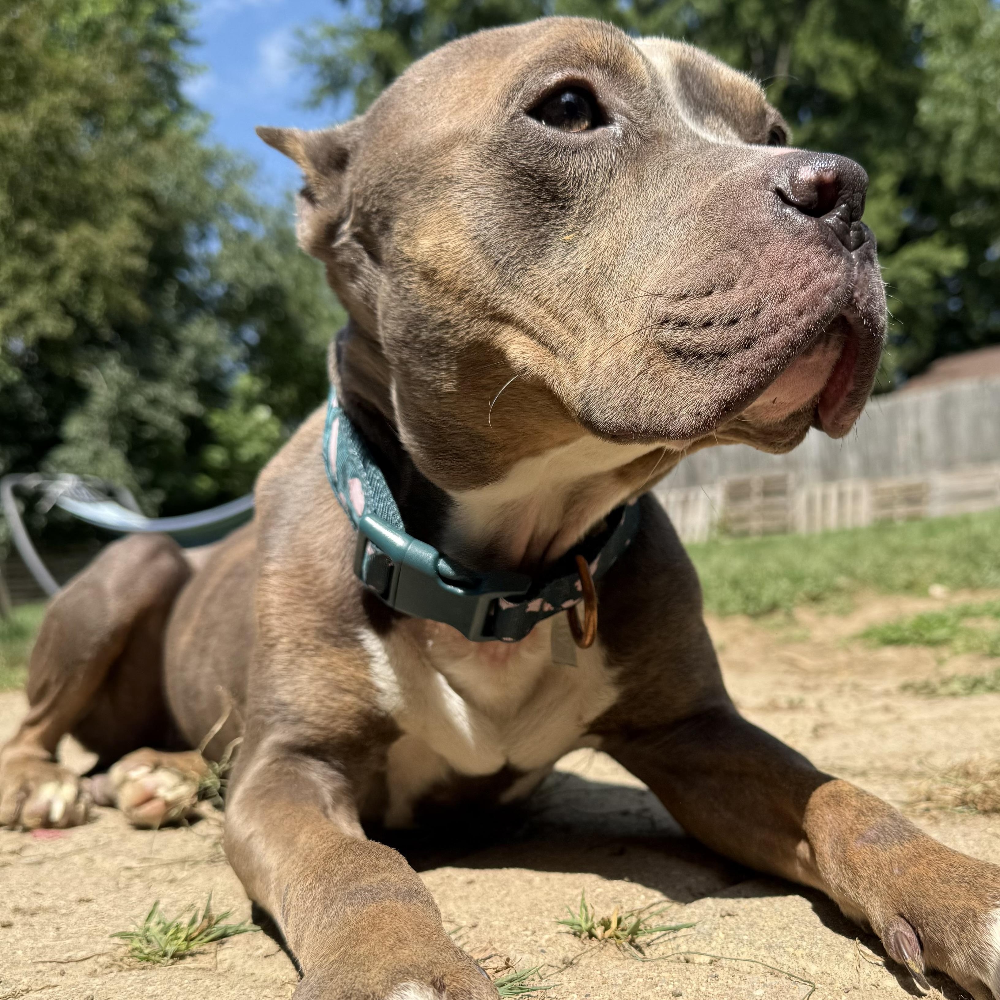 Lottie, a Adoptable mixed breed in Grand Blanc, MI image 3/6