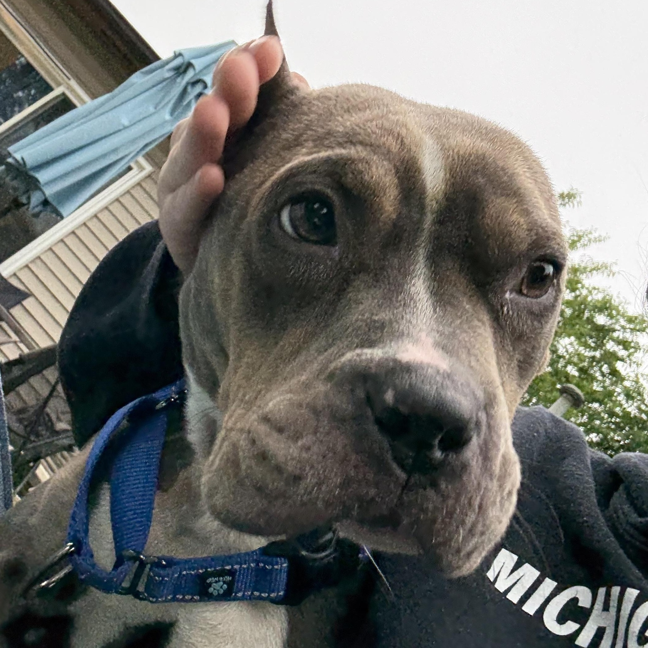 Lottie, a Adoptable mixed breed in Grand Blanc, MI image 4/6