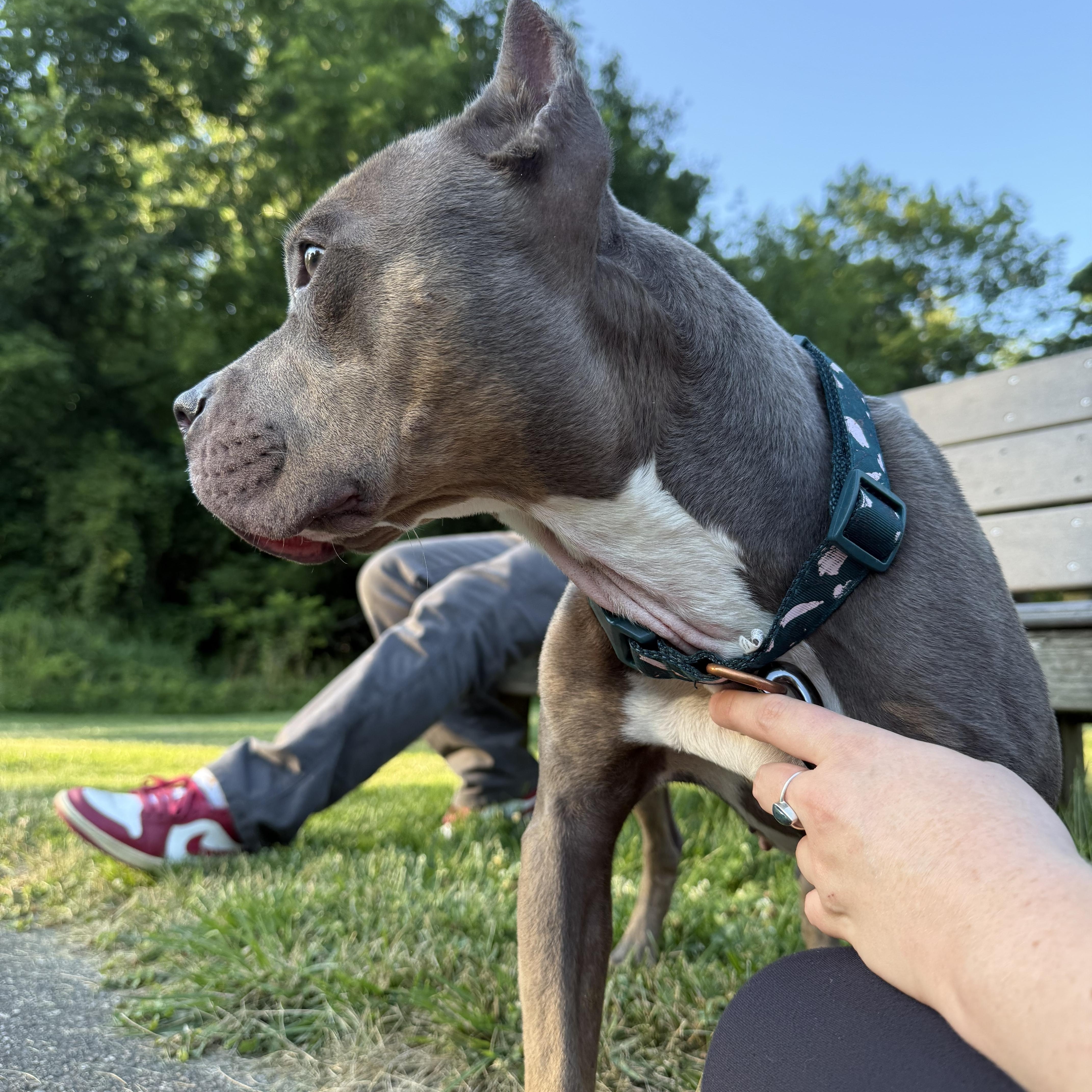 Lottie, a Adoptable mixed breed in Grand Blanc, MI image 5/6
