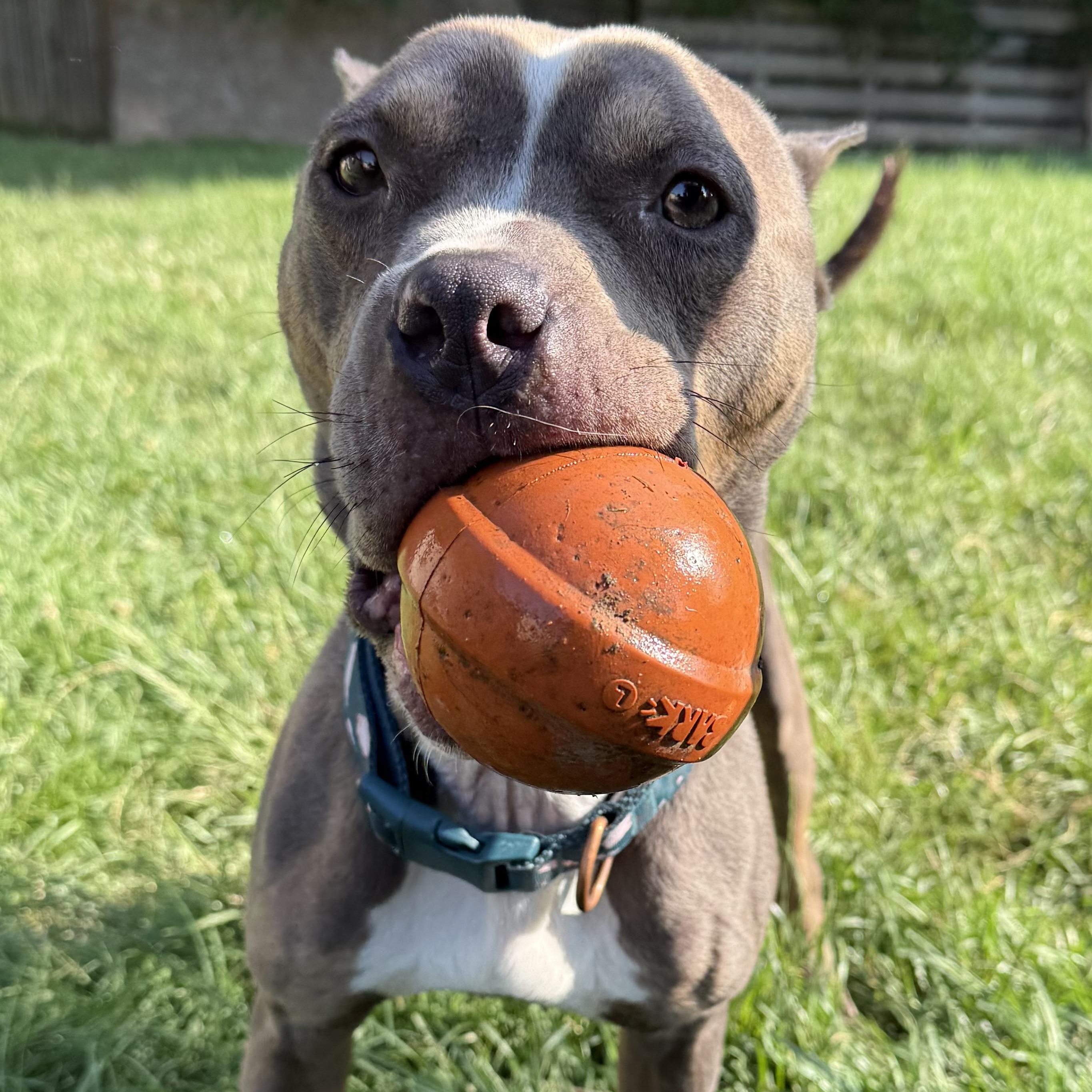 Lottie, a Adoptable mixed breed in Grand Blanc, MI image 6/6