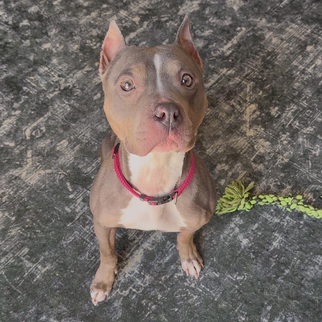 Enlarge Lottie, a Adoptable mixed breed in Grand Blanc, MI image 2/6