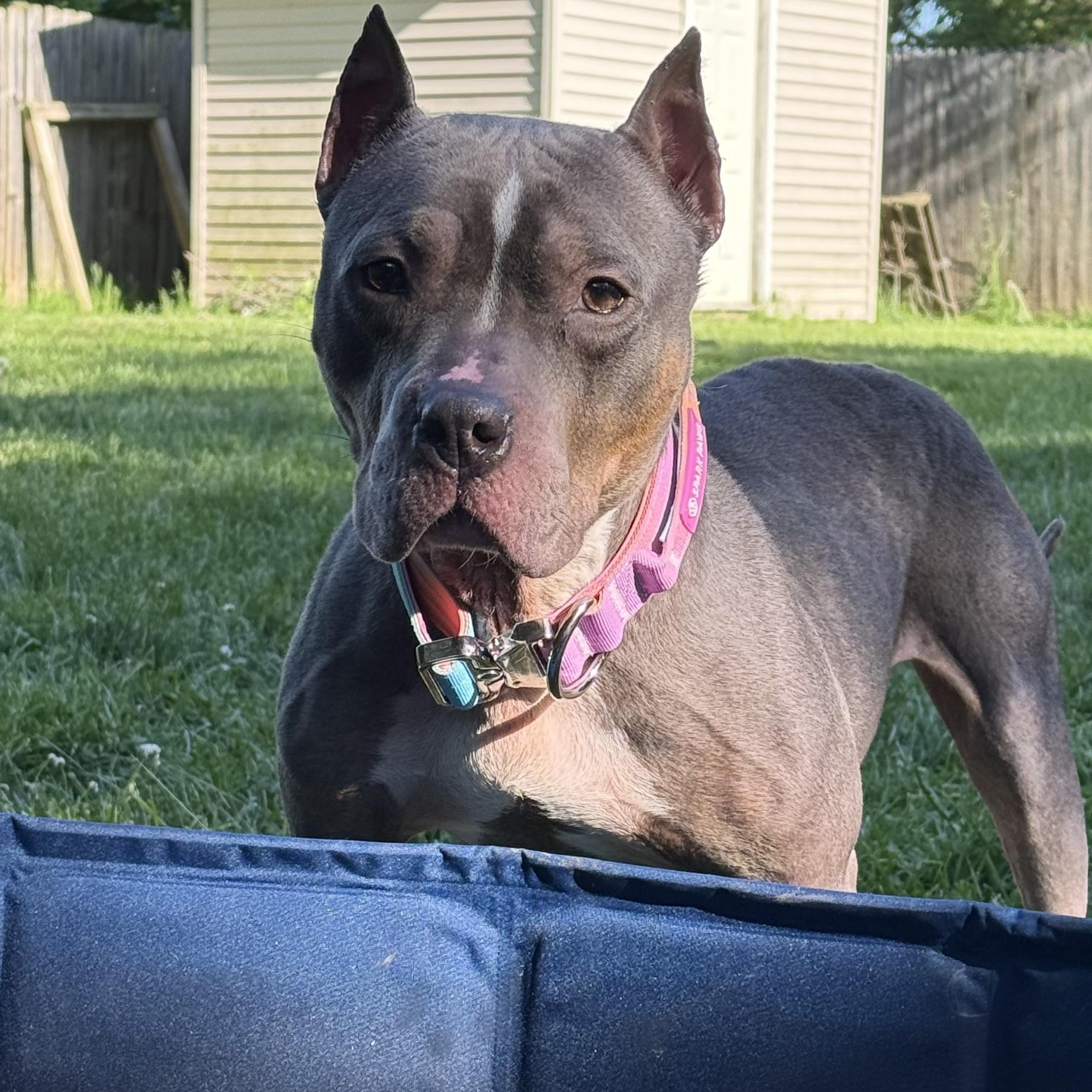 Enlarge Lottie, a Adoptable mixed breed in Grand Blanc, MI image 3/5