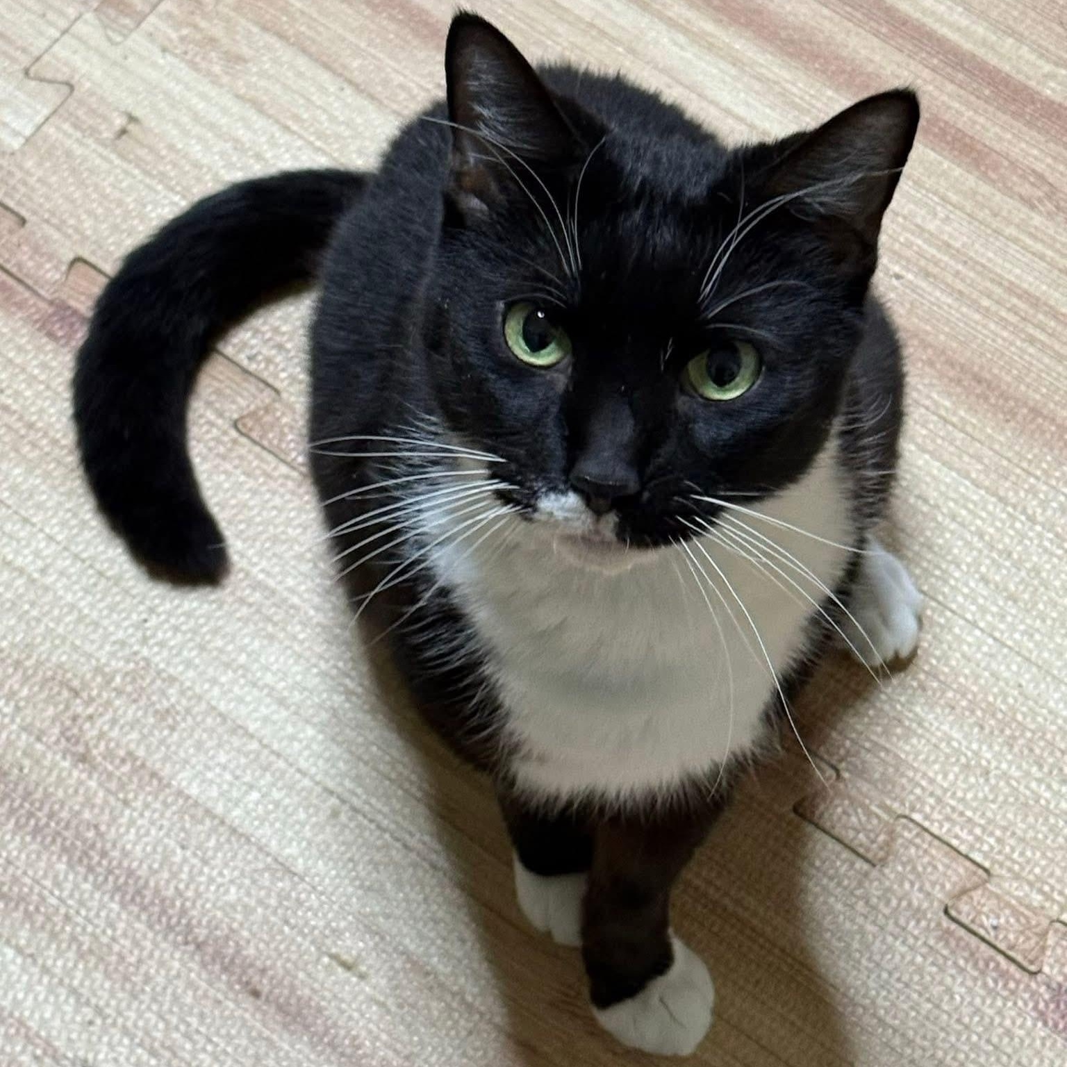 Enlarge Patches, an adopted Tuxedo in Memphis, TN image 1/6