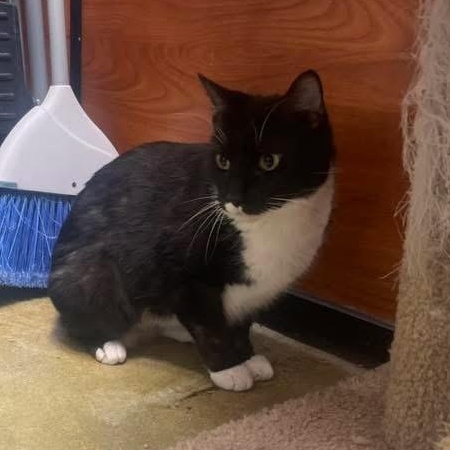 Enlarge Patches, an adopted Tuxedo in Memphis, TN image 4/6