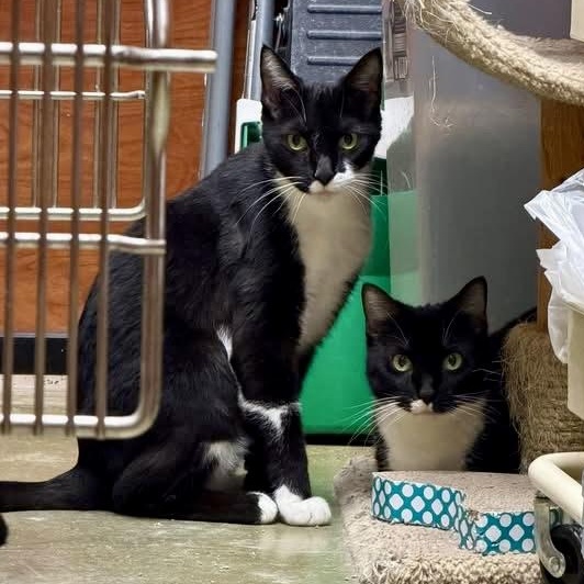 Enlarge Patches, an adopted Tuxedo in Memphis, TN image 6/6