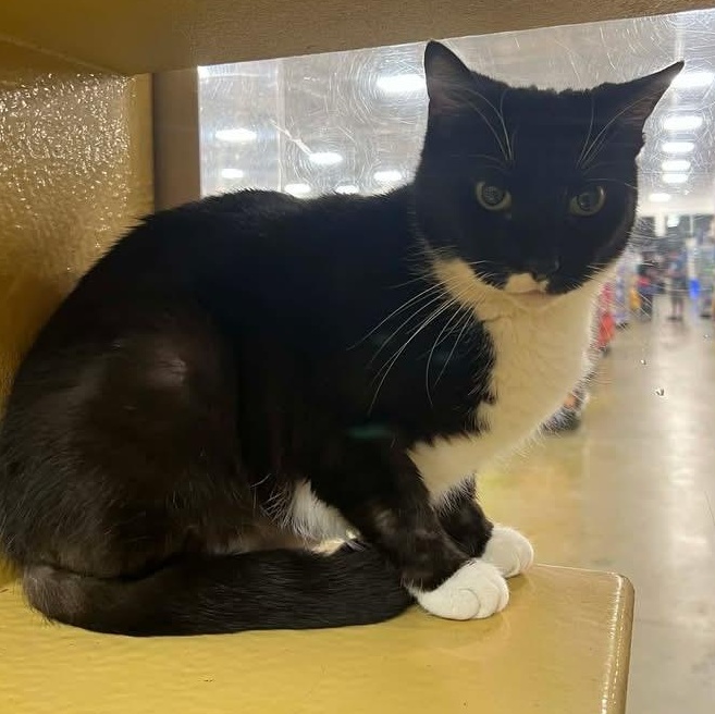 Enlarge Patches, an adopted Tuxedo in Memphis, TN image 2/6