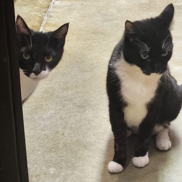 Enlarge Patches, an adopted Tuxedo in Memphis, TN image 5/6