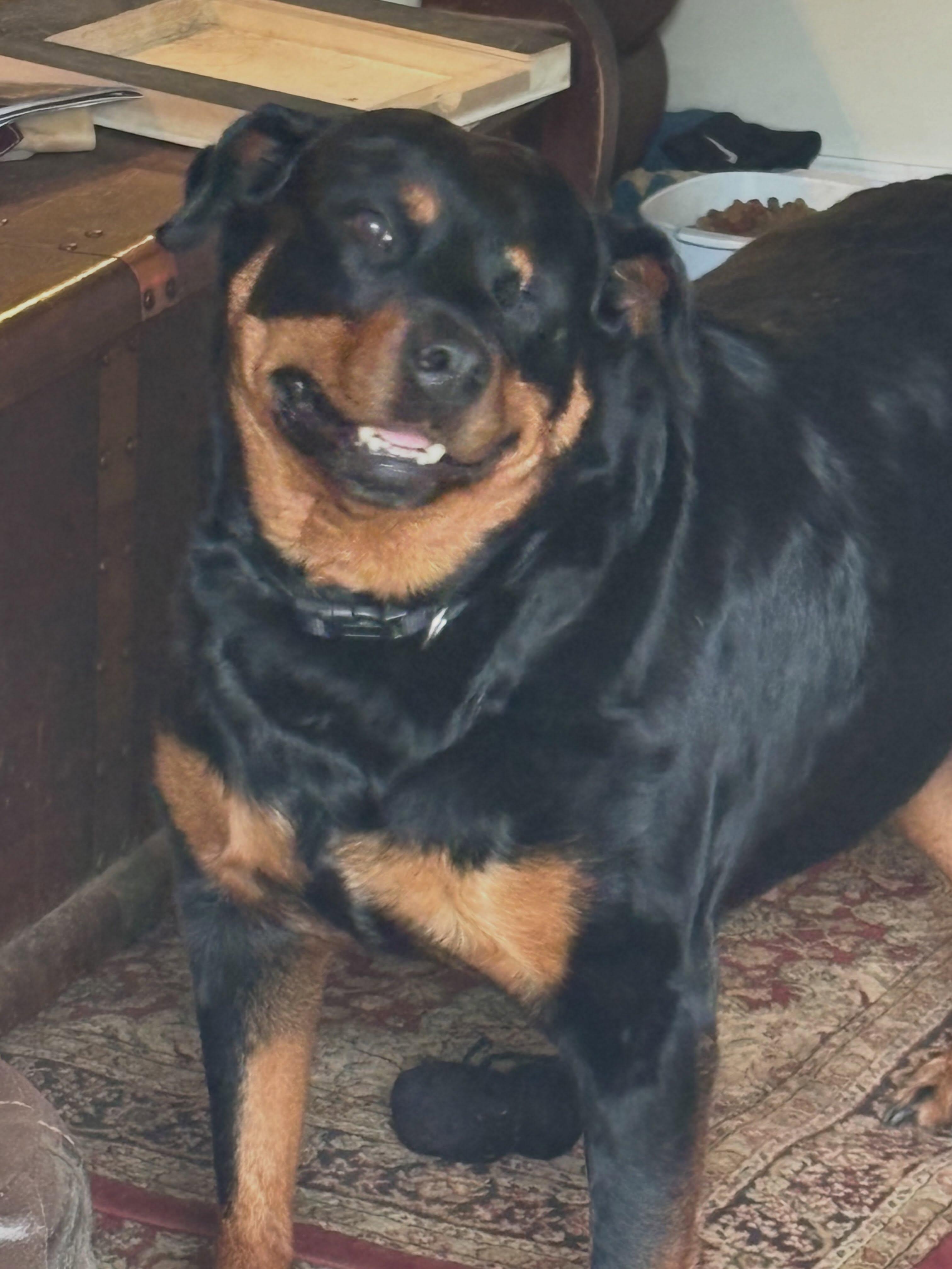 Jedi, ADOPTABLE, Adult Female Rottweiler.