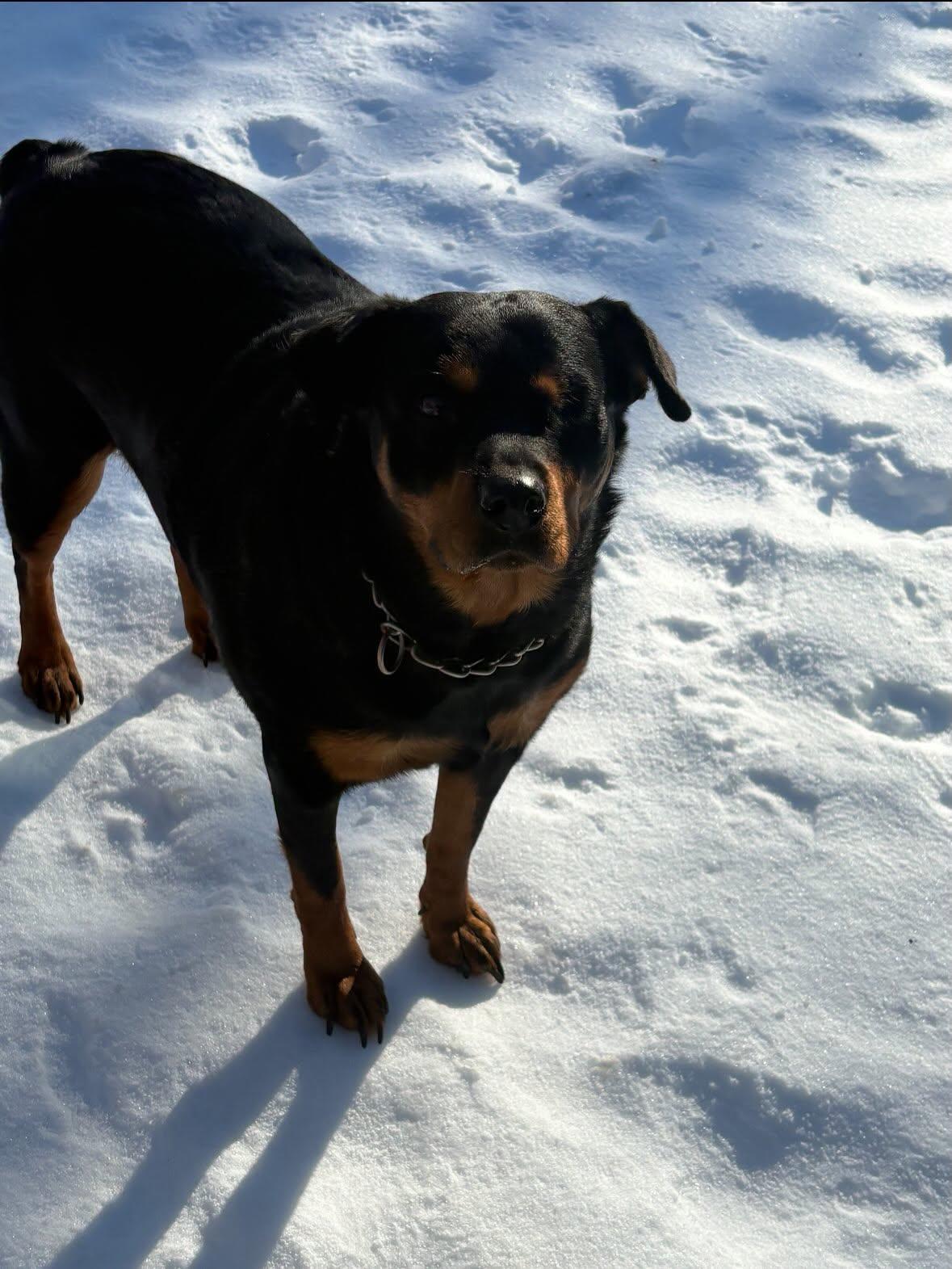 Jedi, a ADOPTABLE Rottweiler in St Marys, OH image 2/5